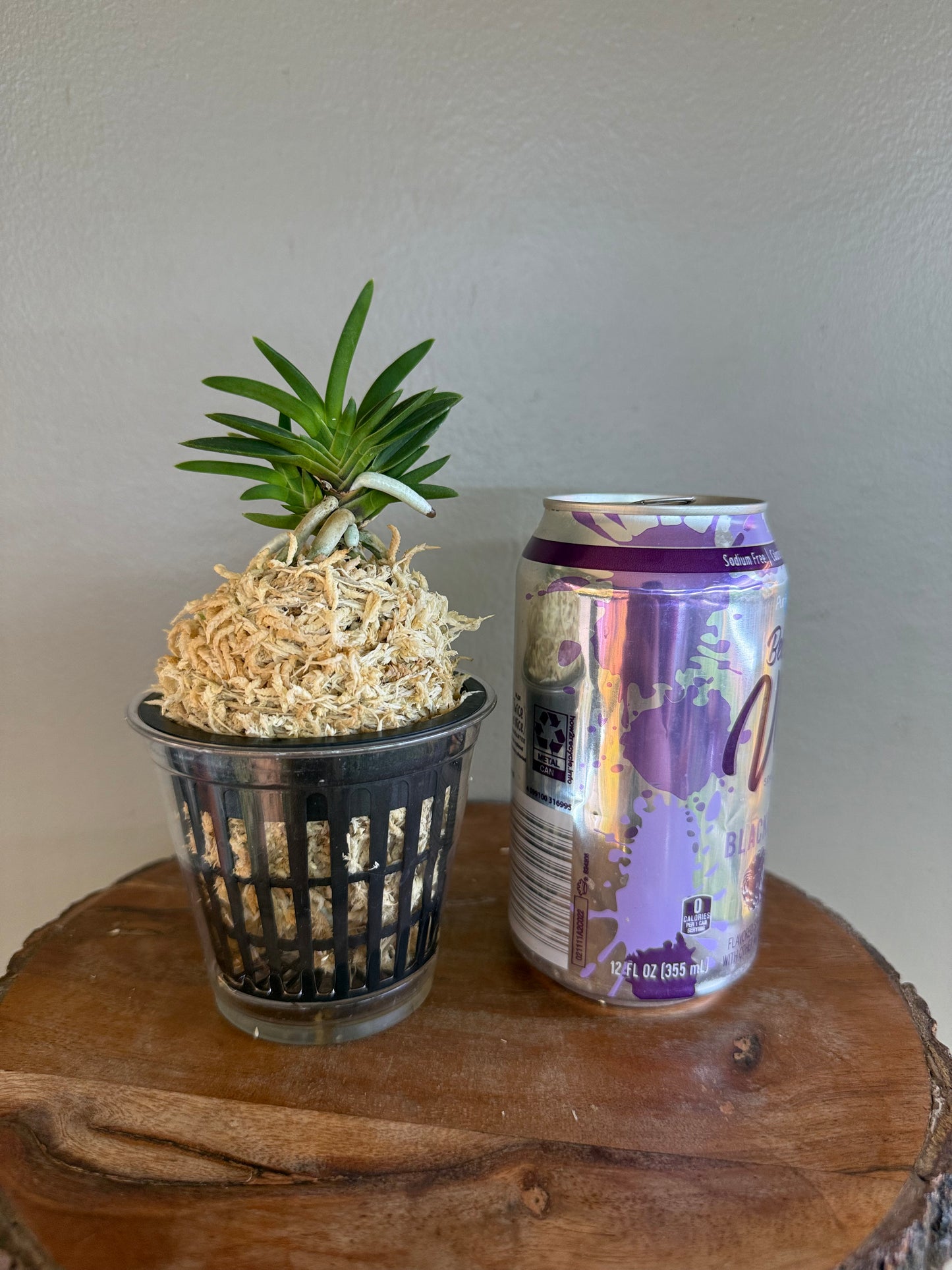 Neofinetia falcata Tensenrui 天蟾類