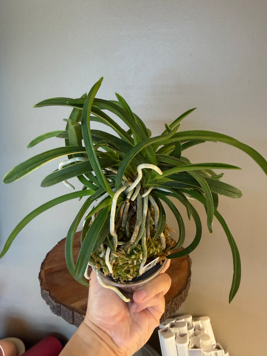 Neofinetia falcata Fugaku 富嶽