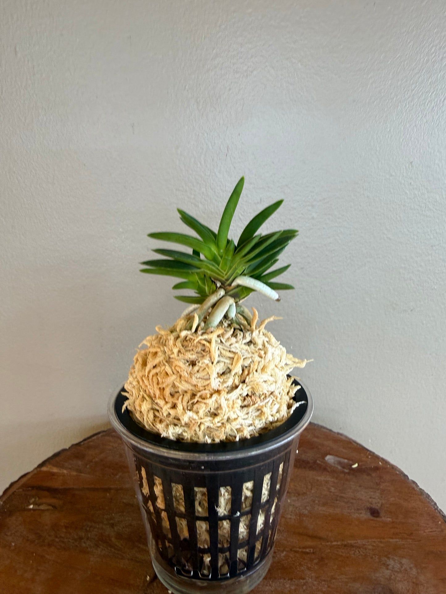 Neofinetia falcata Tensenrui 天蟾類
