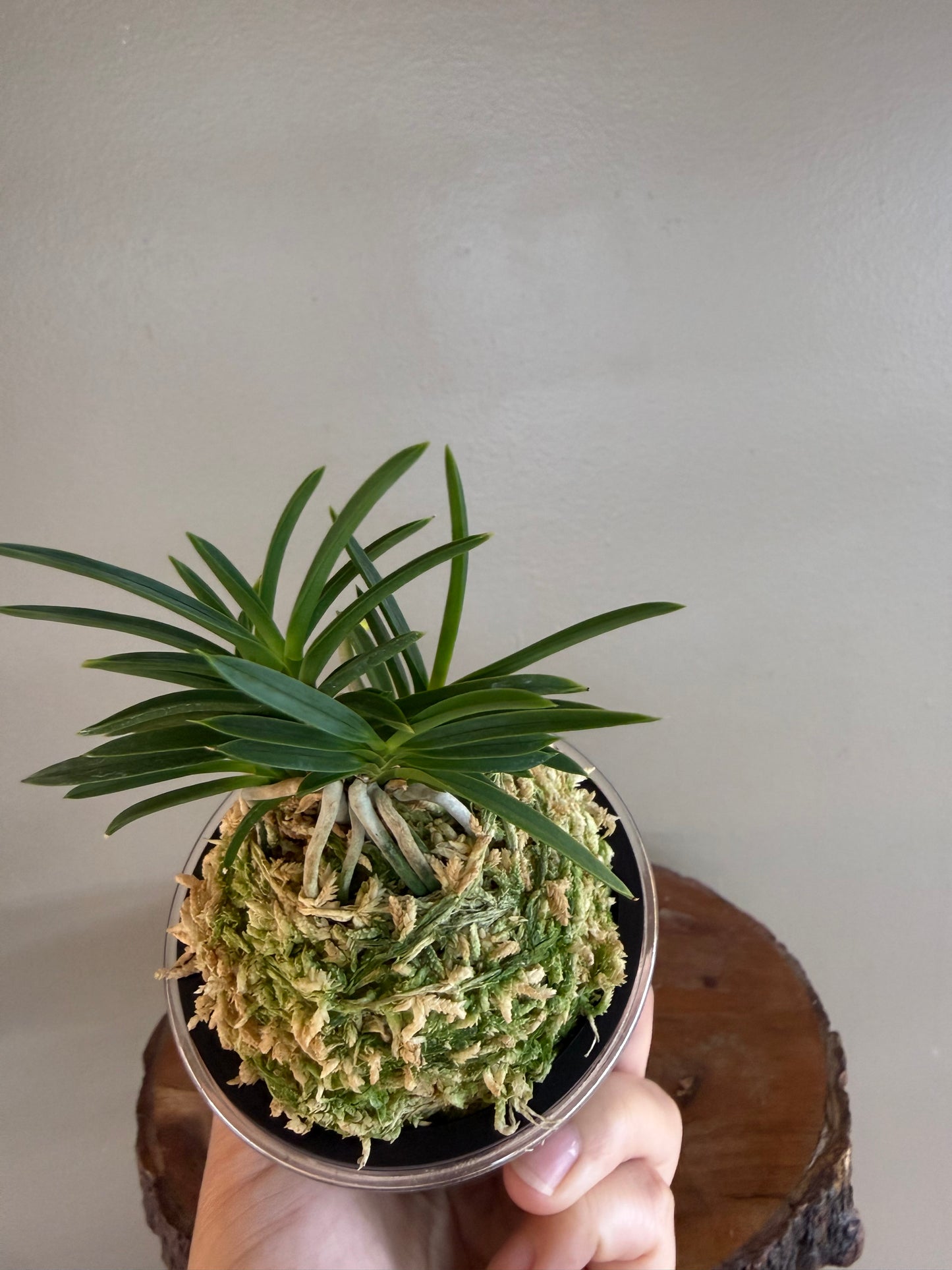 Neofinetia falcata Aojiku Yoroidoshi 青軸鎧通