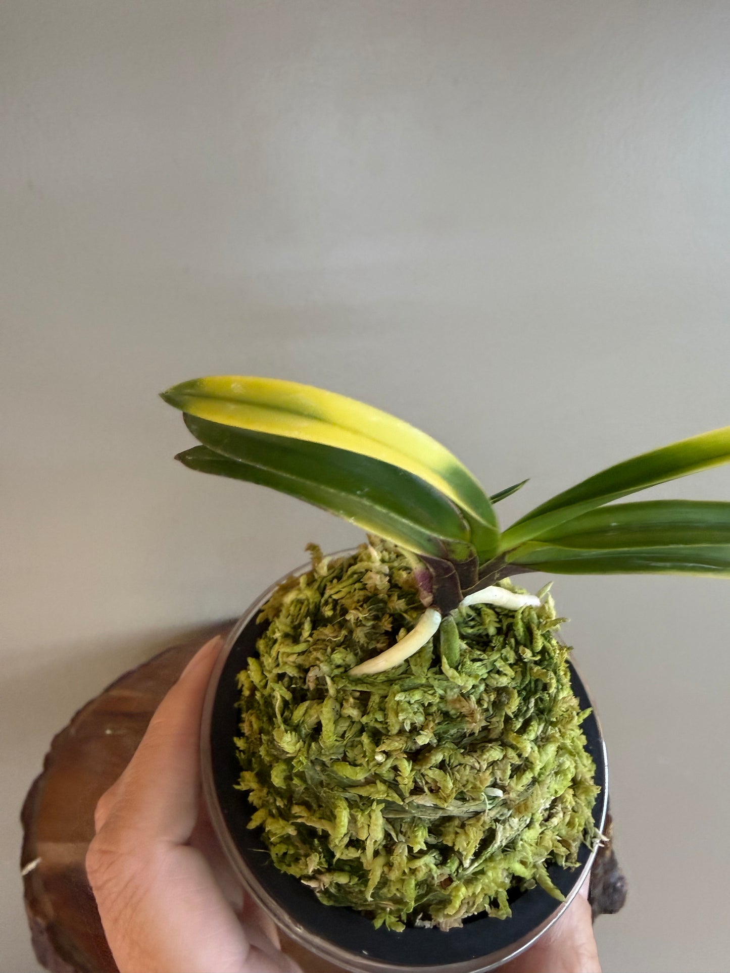 Neofinetia falcata Nishikiori 錦織