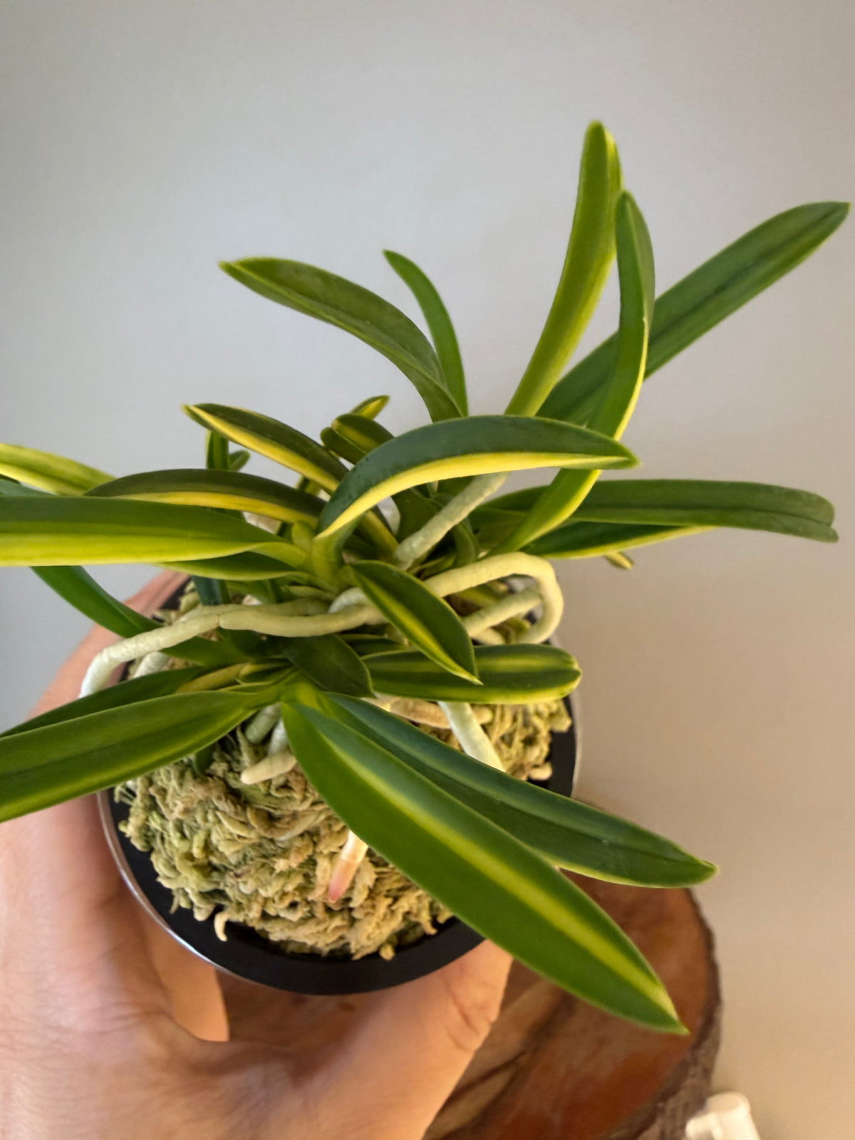 Neofinetia falcata Fugaku 富嶽