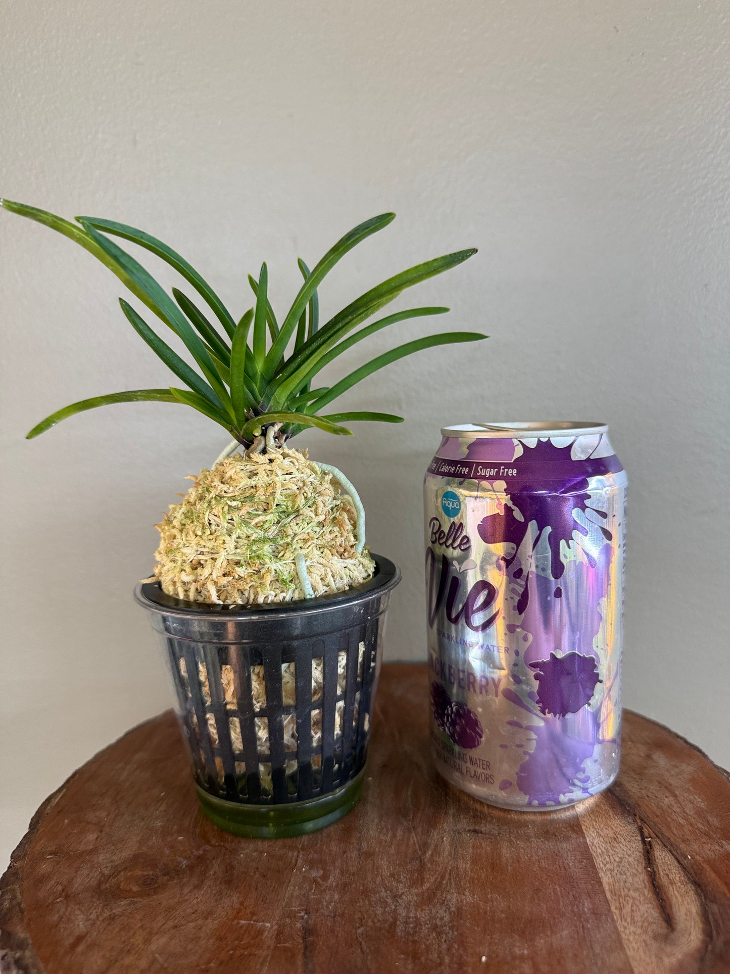 Neofinetia falcata Shutenno 朱天王