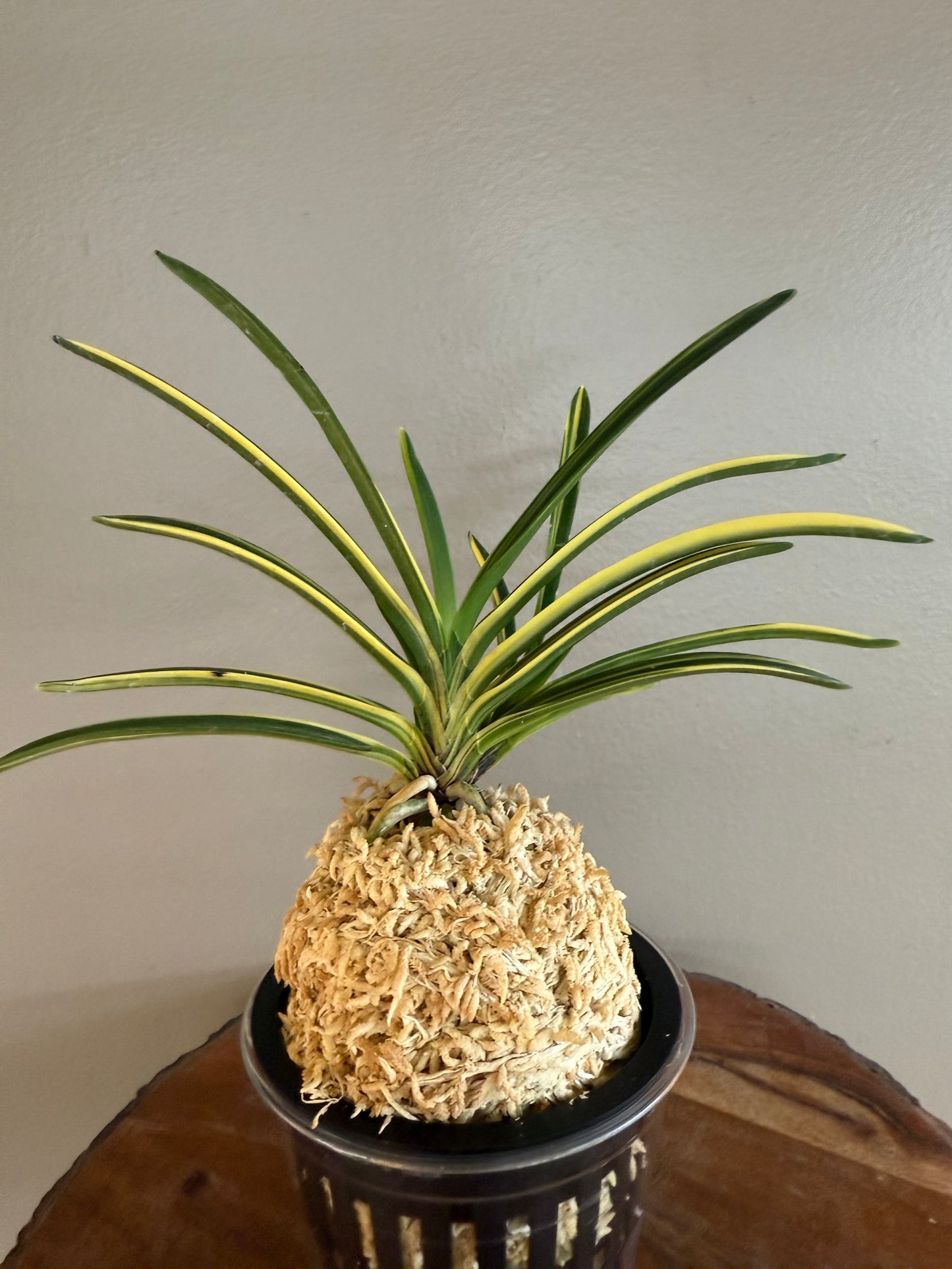 Neofinetia falcata Rain no Hikari 羅因之光