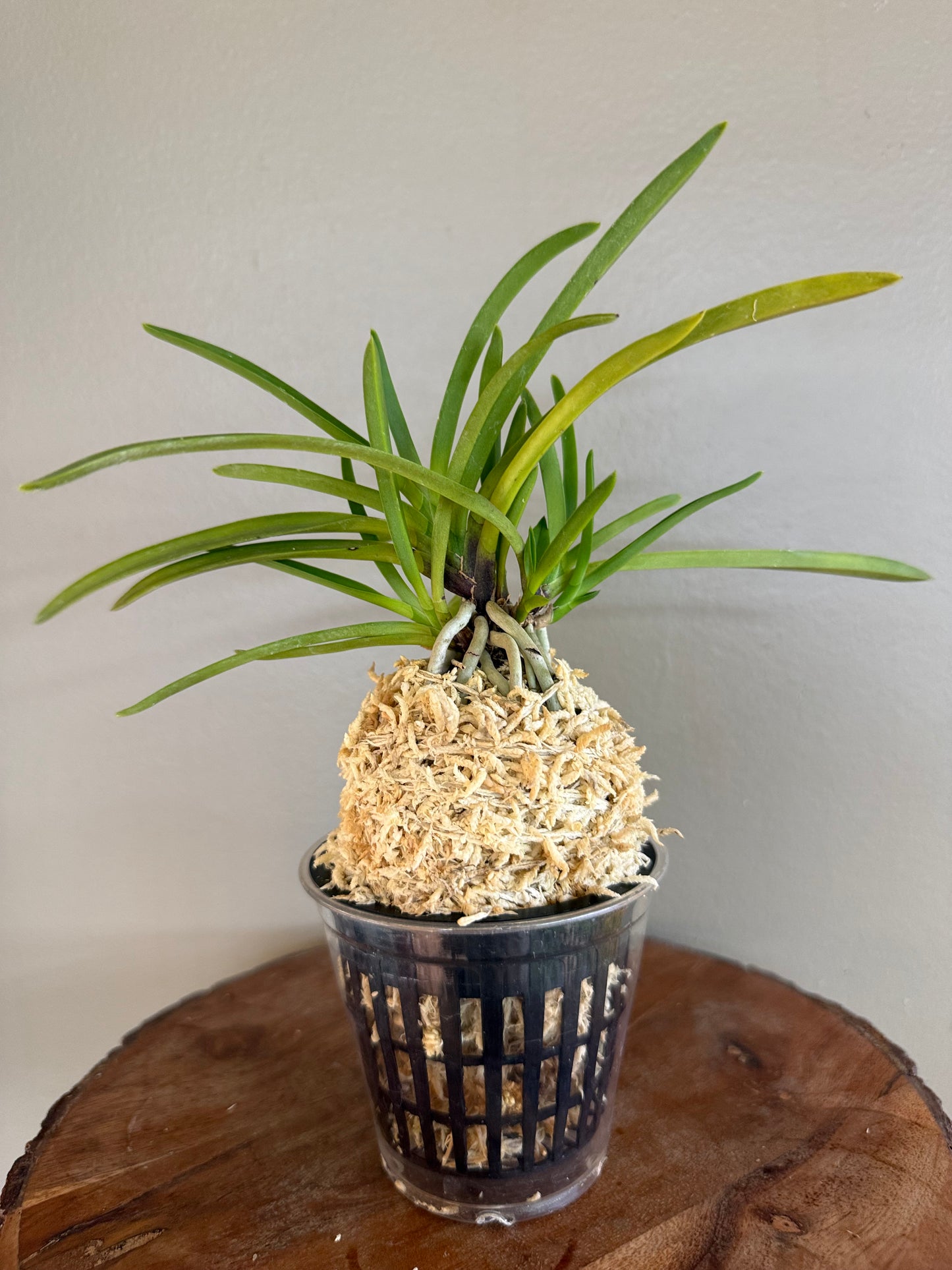 Neofinetia falcata Hongchun 紅春