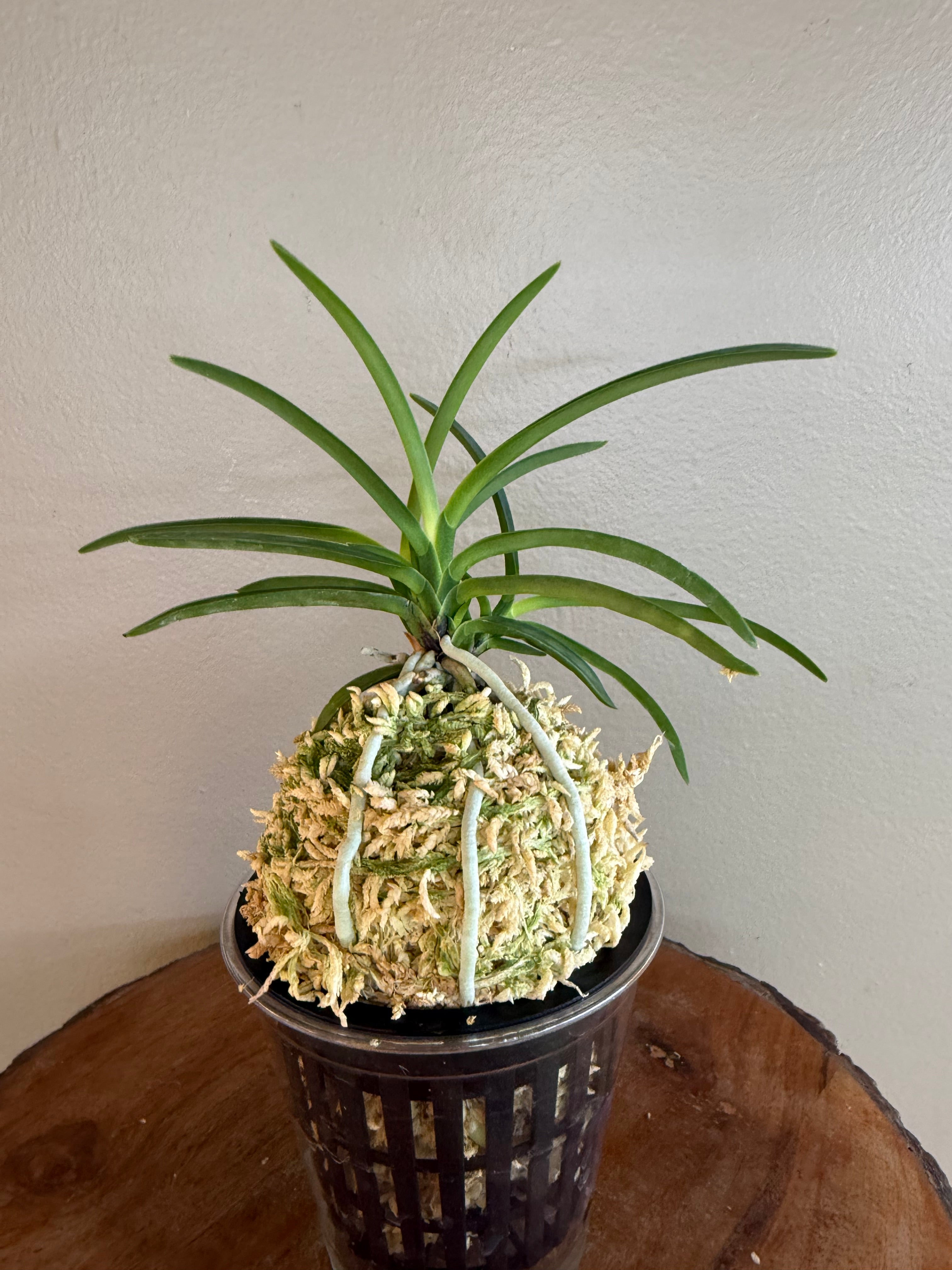 Neofinetia falcata Benibotaru 紅蛍 – Helen's Orchid House