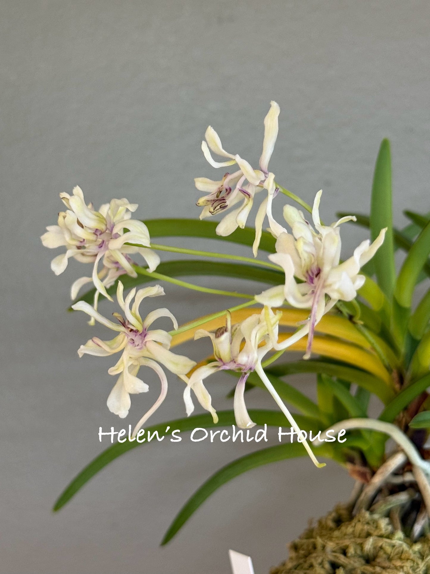 Neofinetia falcata Tennyo no Mai 天女の舞