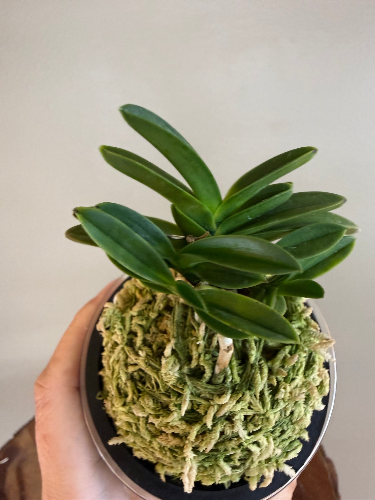 Neofinetia falcata Tamakongo 玉金剛