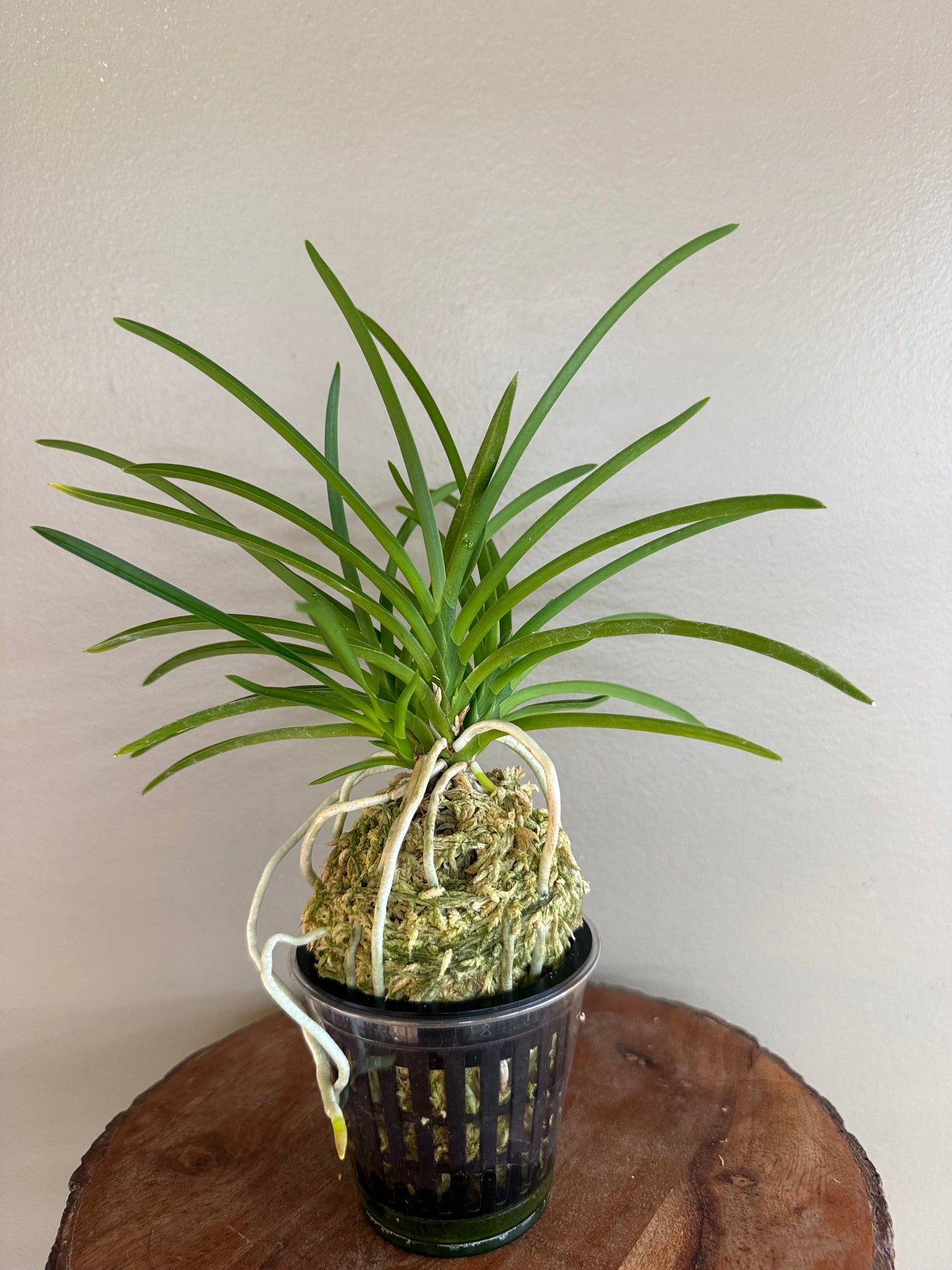 Neofinetia falcata kobai 紅梅
