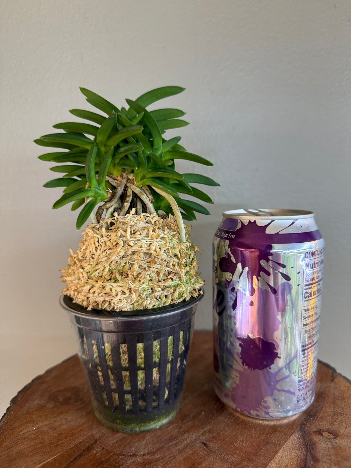 Neofinetia falcata Pungwolsan 豊月山