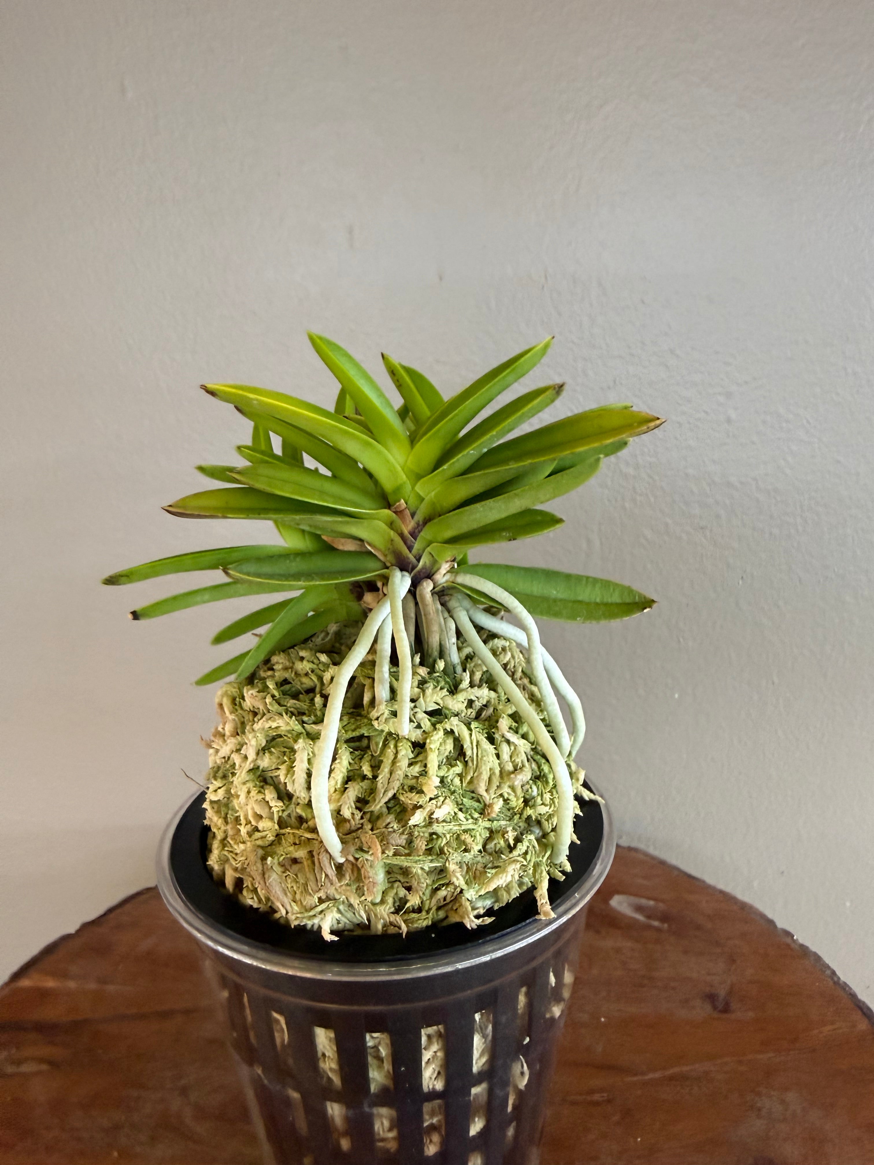 Neofinetia falcata Okjam 玉簪 – Helen's Orchid House