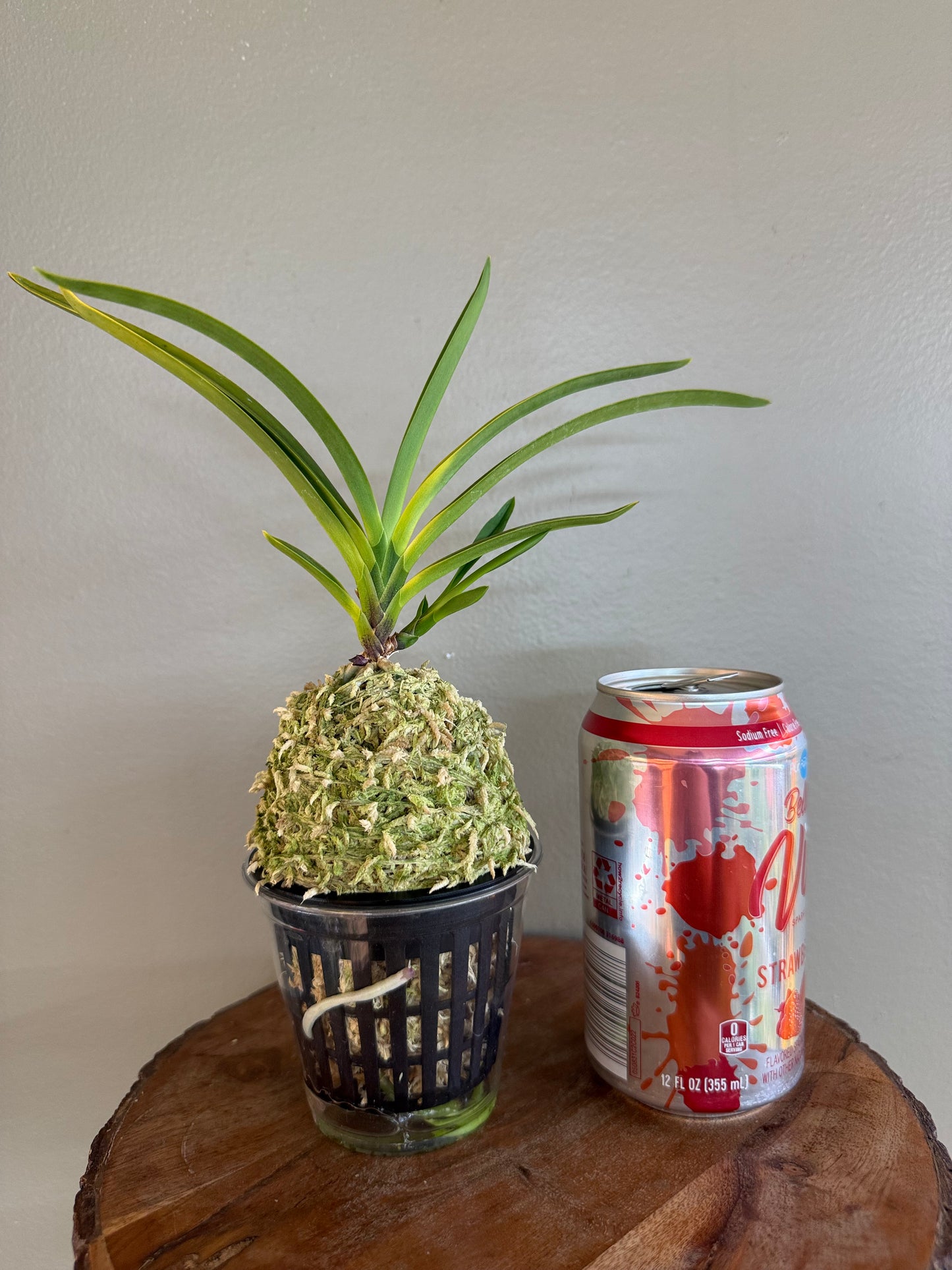 Neofinetia falcata Surugabotan 駿河牡丹