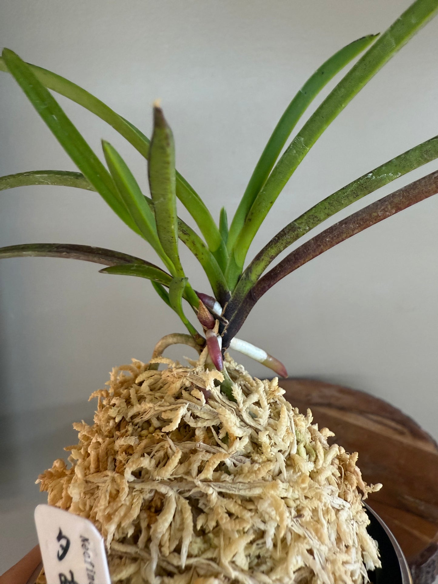 Neofinetia falcata 夕映 Yubae