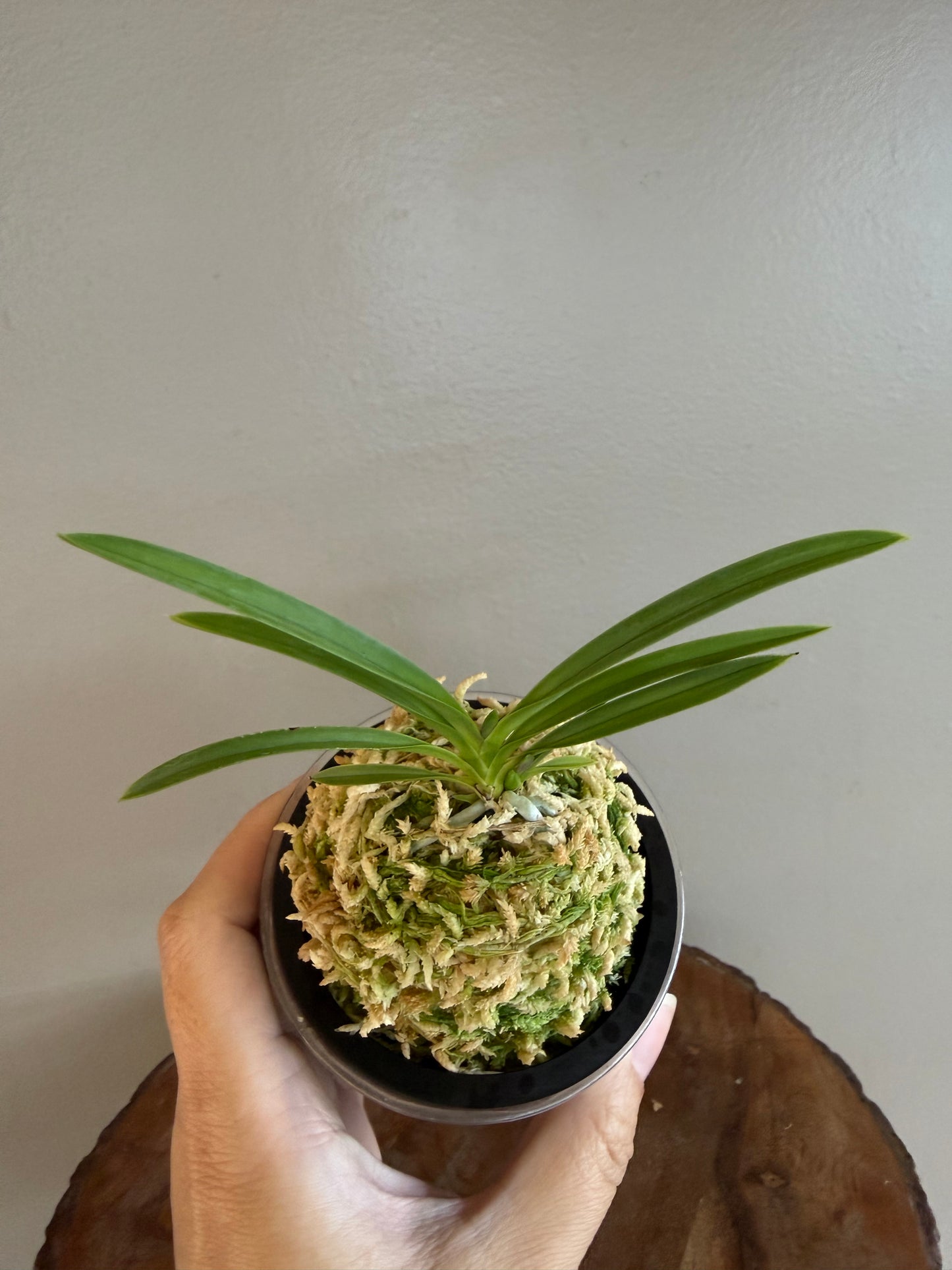 Neofinetia falcata Gongju 公主 (dark pink) Rare