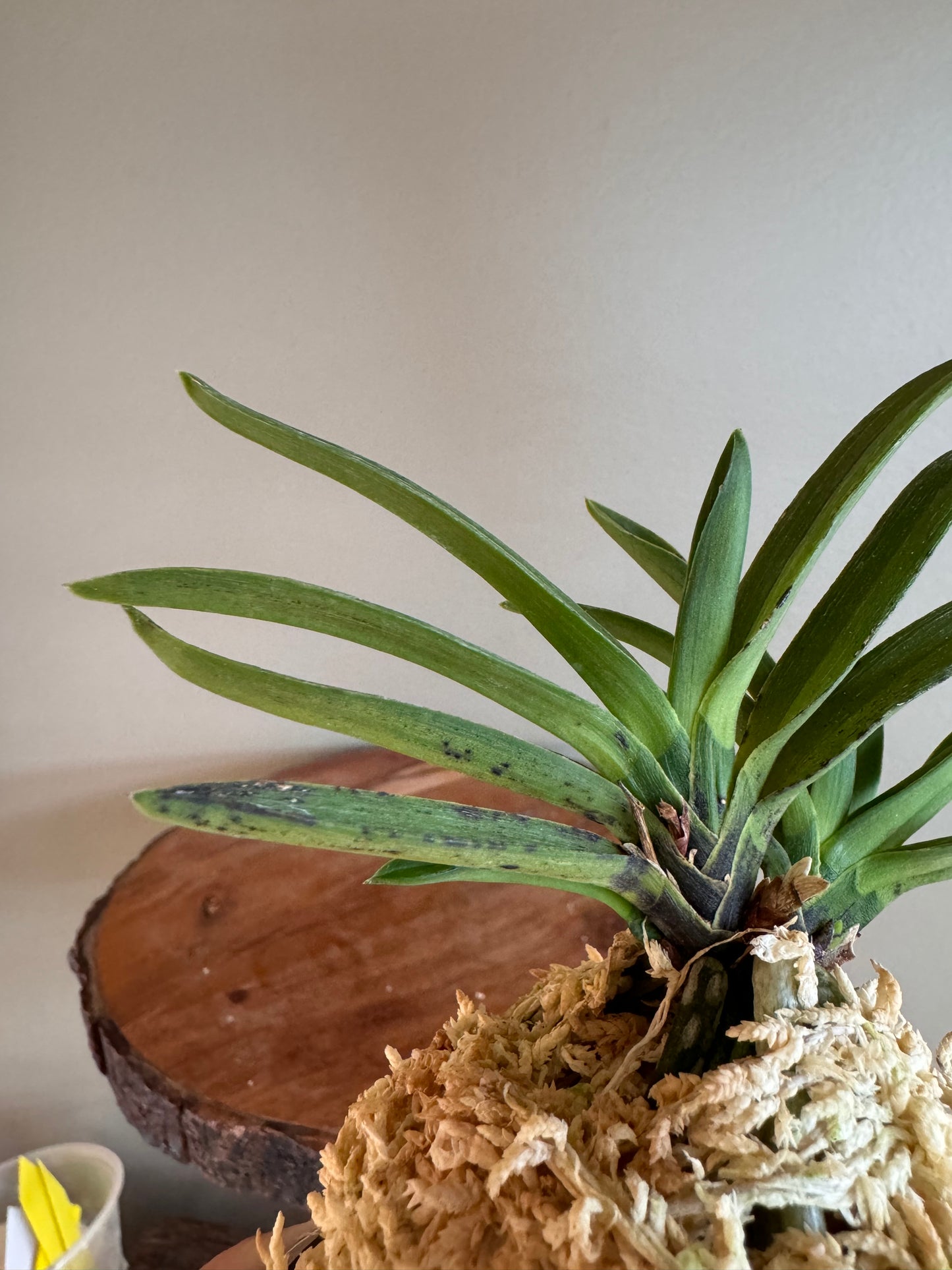 Neofinetia falcata Takaranoshi 宝熨斗