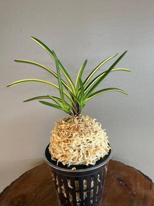 Neofinetia falcata Miyakohabutae 都羽二重