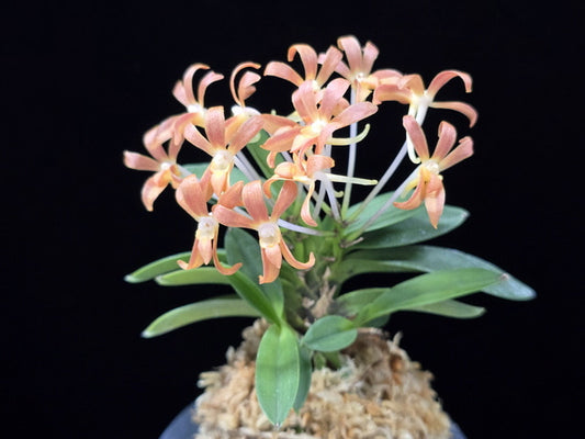 Neofinetia falcata Juhongseong 朱紅星