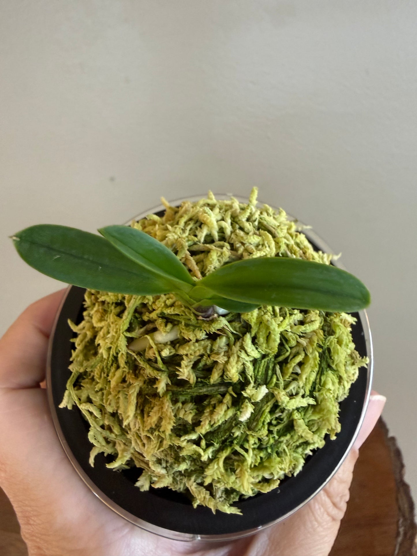 Neofinetia falcata Hwangok 黃玉