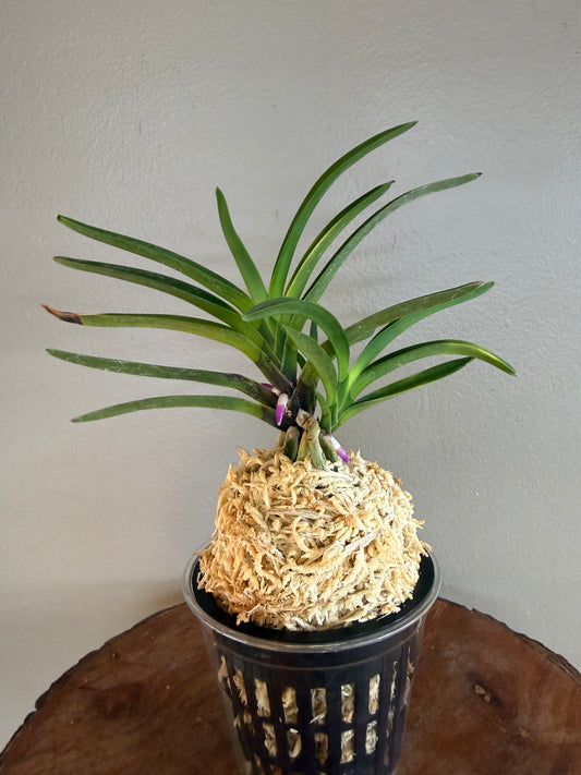 Neofinetia falcata Taiga 大河