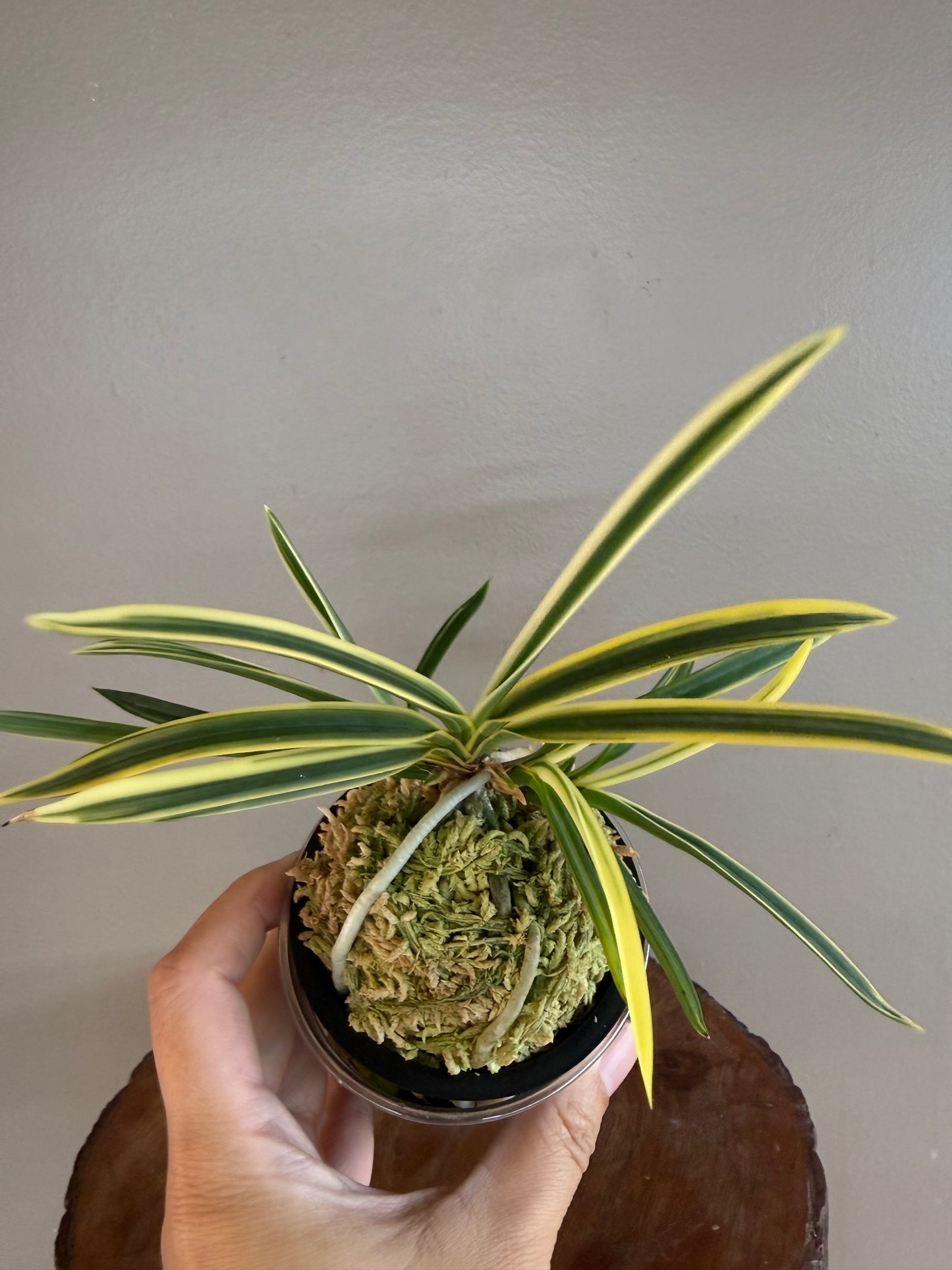 Neofinetia falcata Gojo Fukurin 御城覆輪