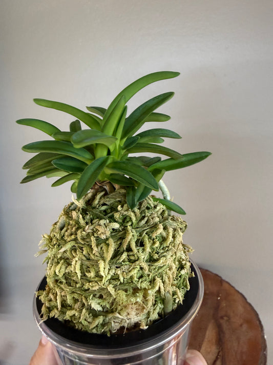 Neofinetia falcata Seidai 聖代