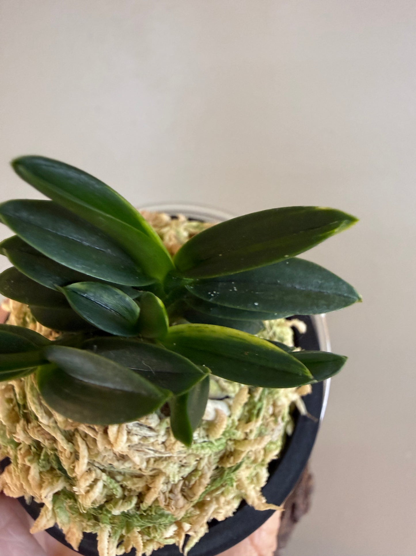Neofinetia falcata Chwiwol 翠月