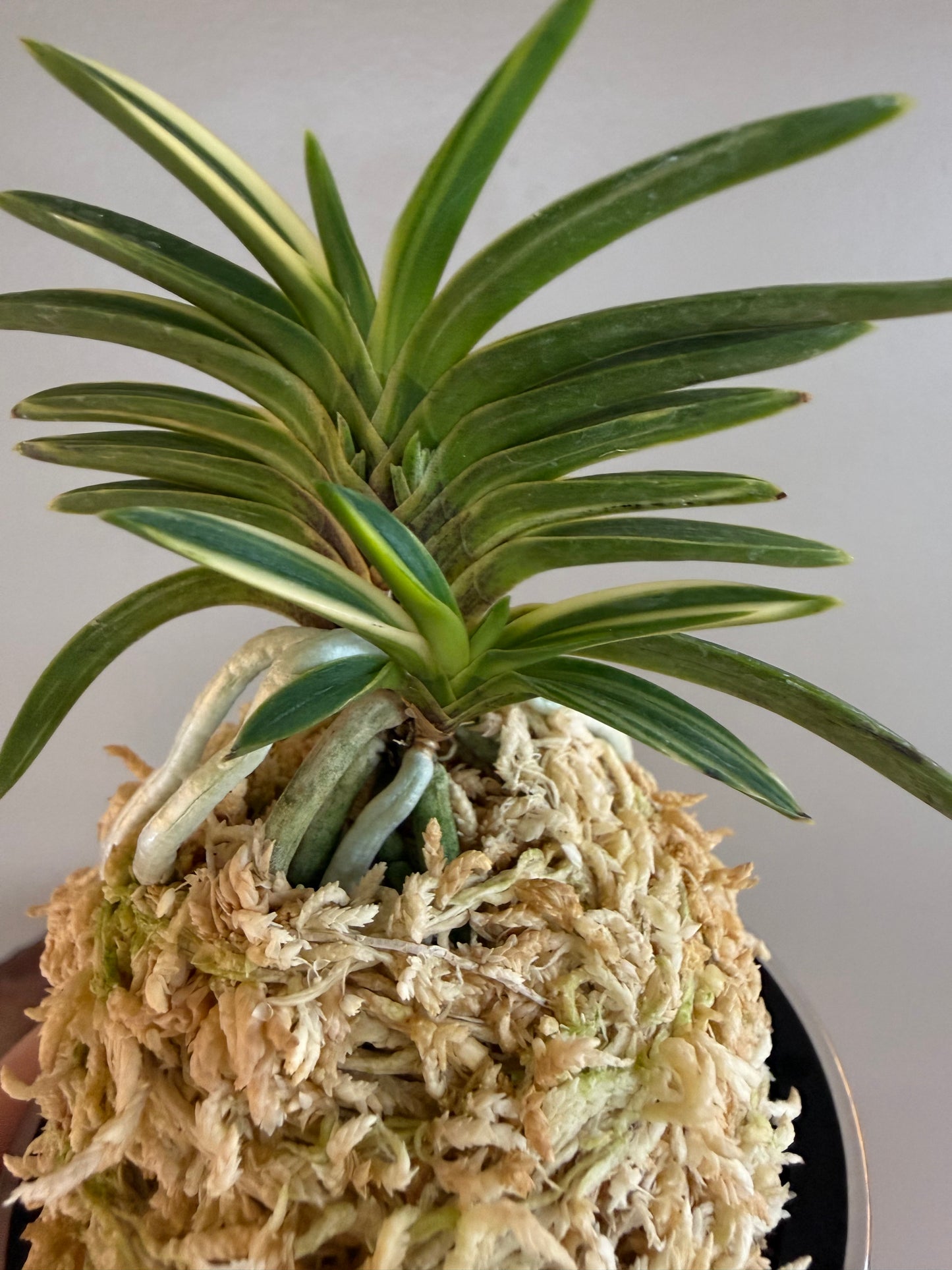 Neofinetia falcata Hakugetsu Tanba 白潔短葉（jp 白龍の舞 Hakuryu no Mai)