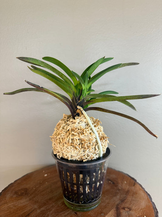 Neofinetia falcata Taiga 大河