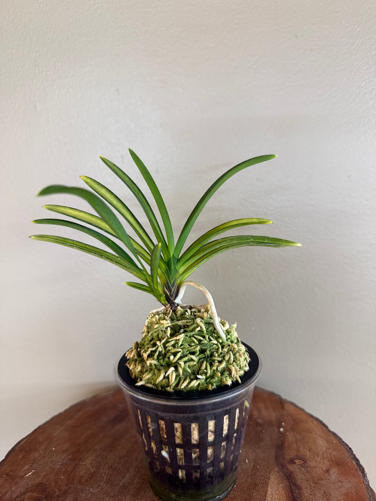 Neofinetia falcata Akebono 曙