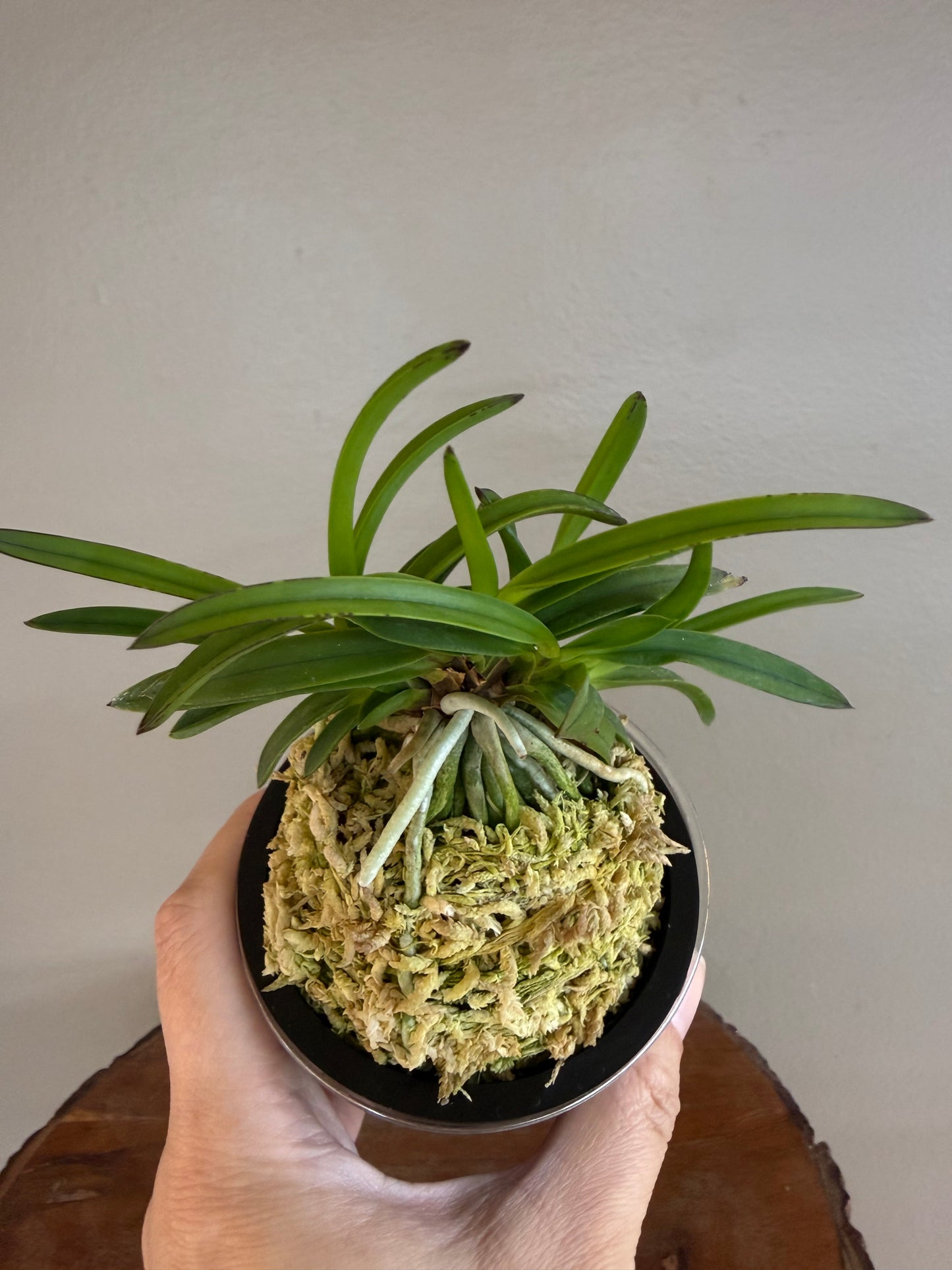 Neofinetia falcata Benitengu 紅天狗