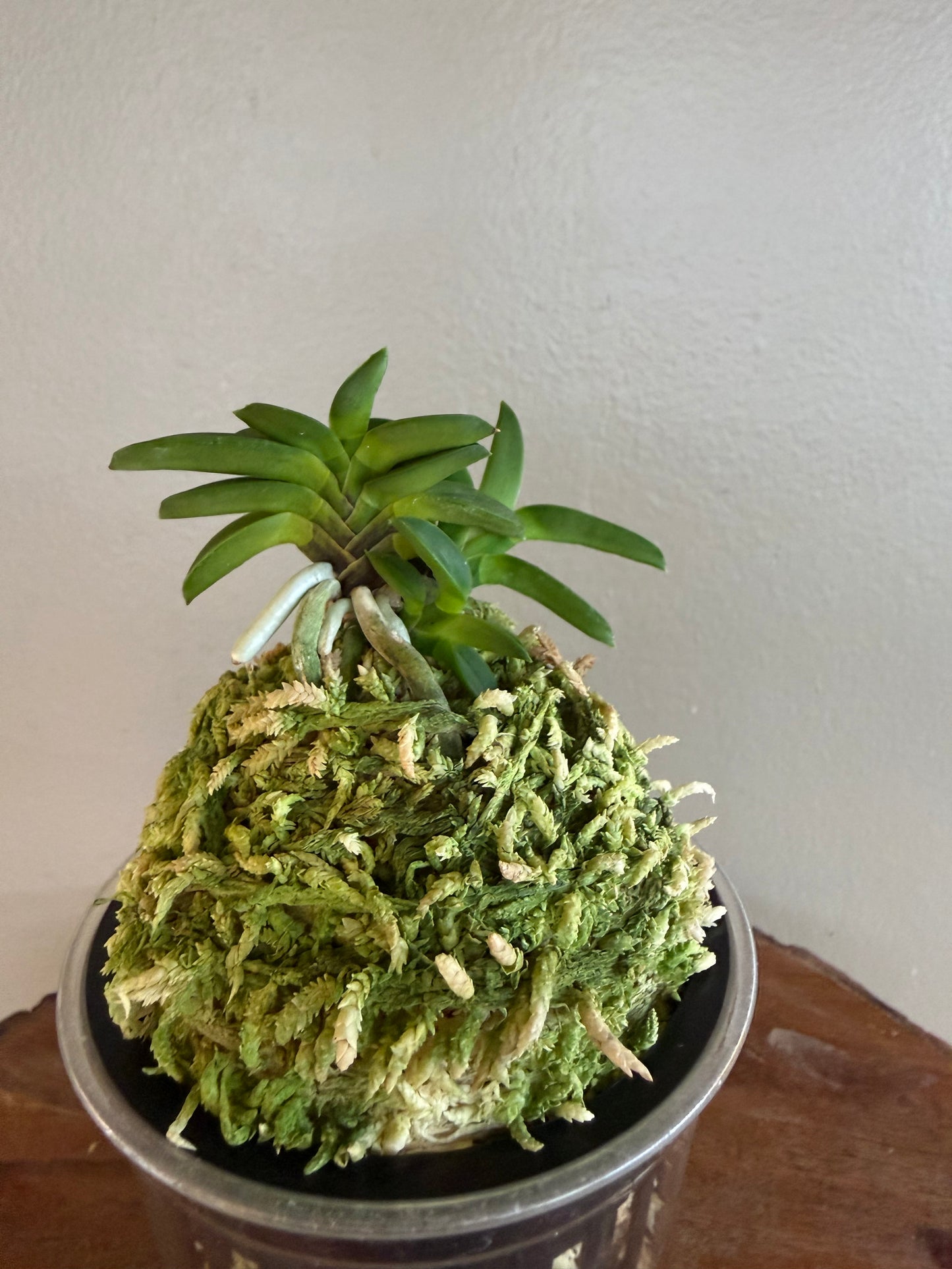 Neofinetia falcata Mame Suzumushi 豆鈴虫