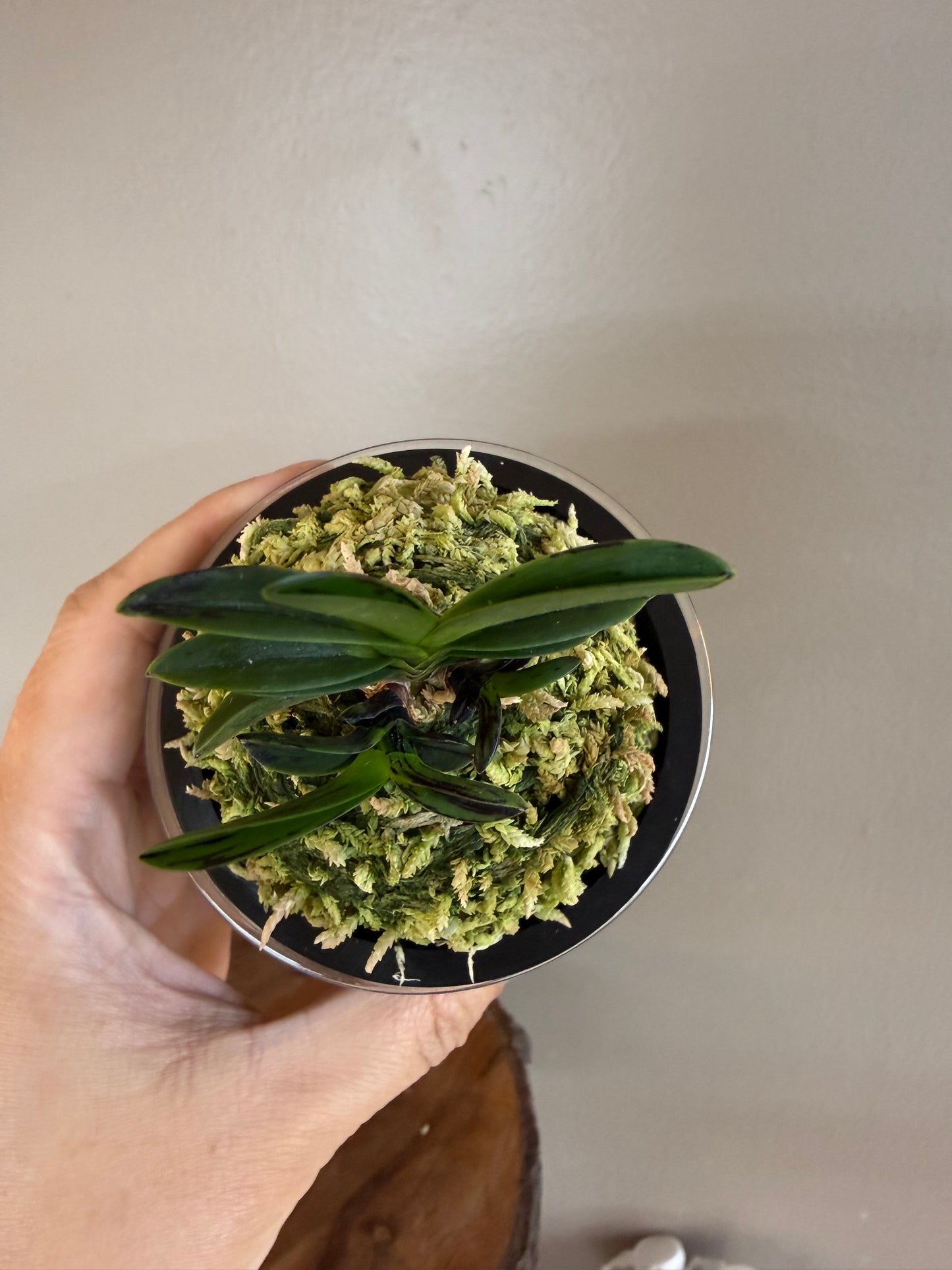 Neofinetia falcata Geumo (Kurohyo）金烏 (jp 黑豹）