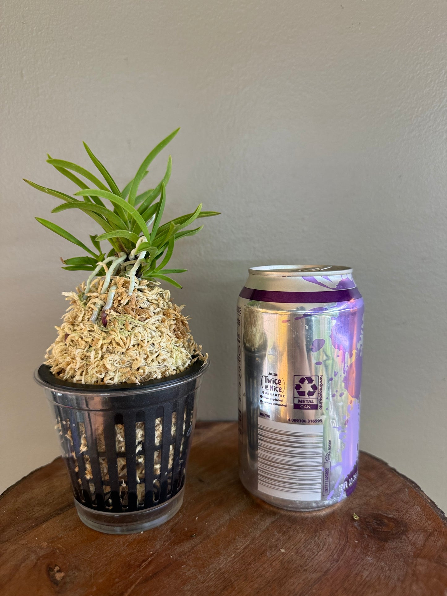 Neofinetia falcata Manjushage 曼珠沙華