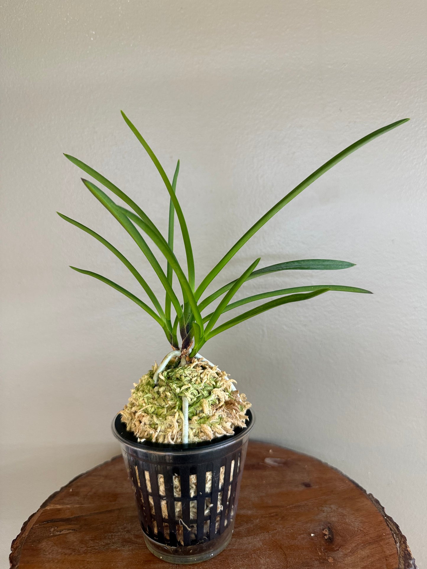 Neofinetia falcata Garyu 臥龍