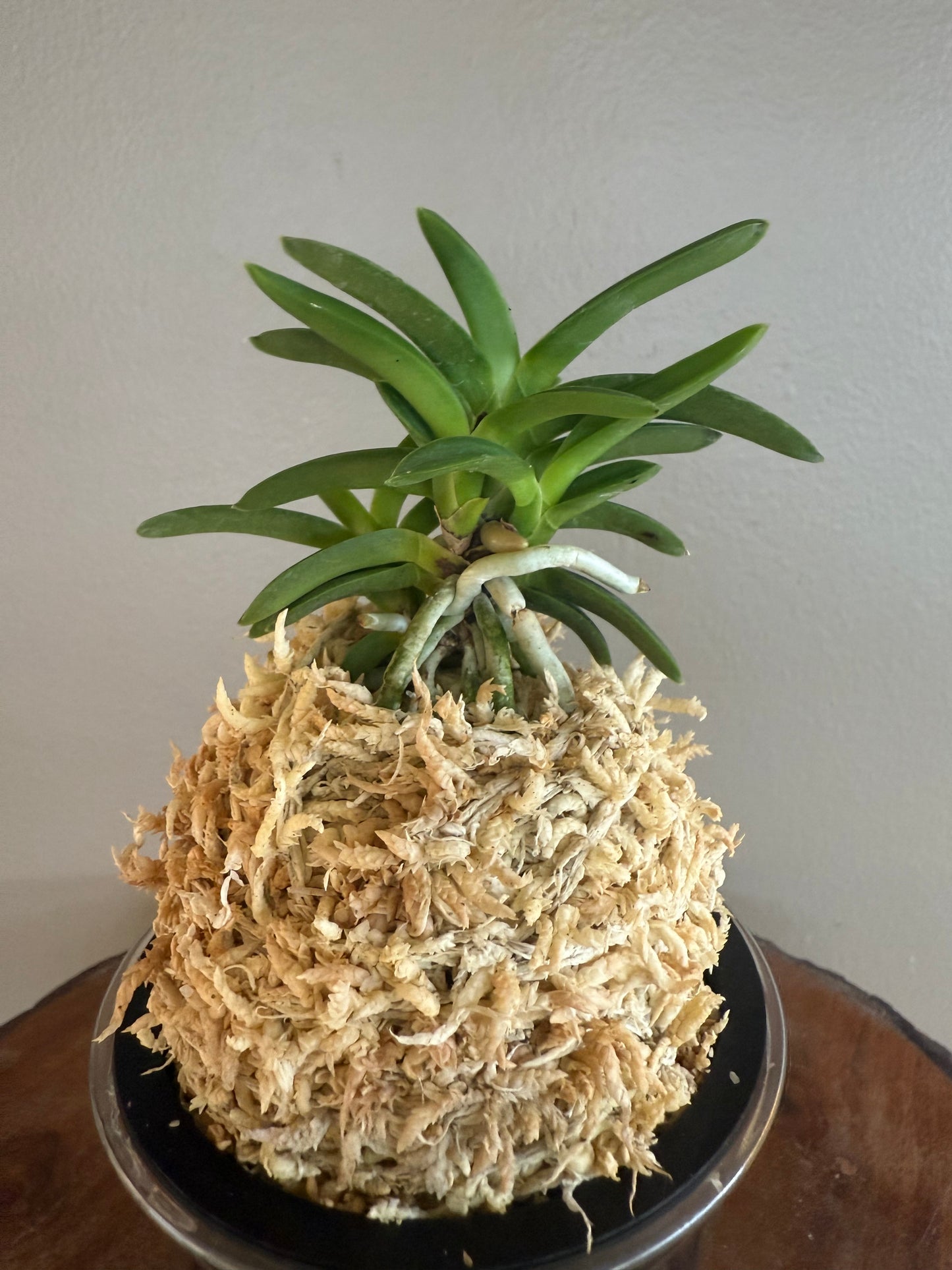 Neofinetia falcata Tsushima Ryokuho 對馬綠寶