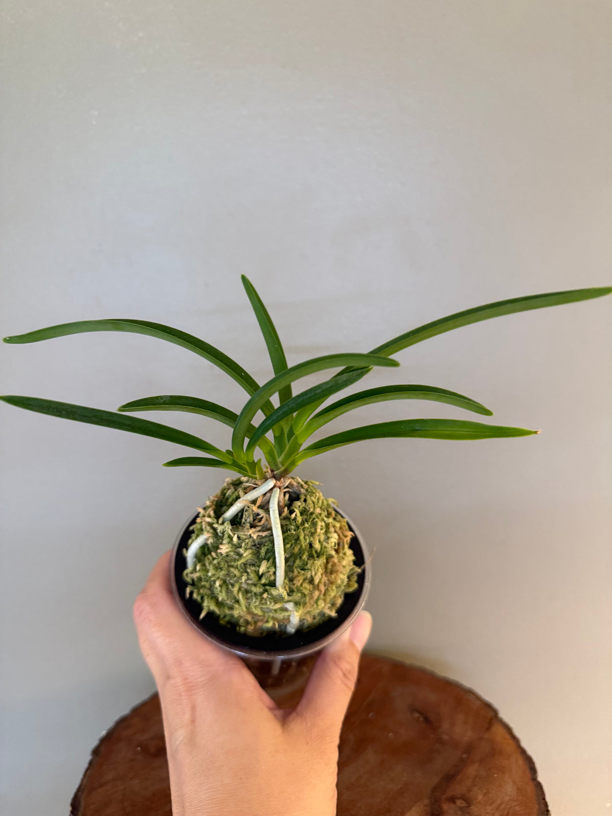 Neofinetia falcata Wonhong 元紅