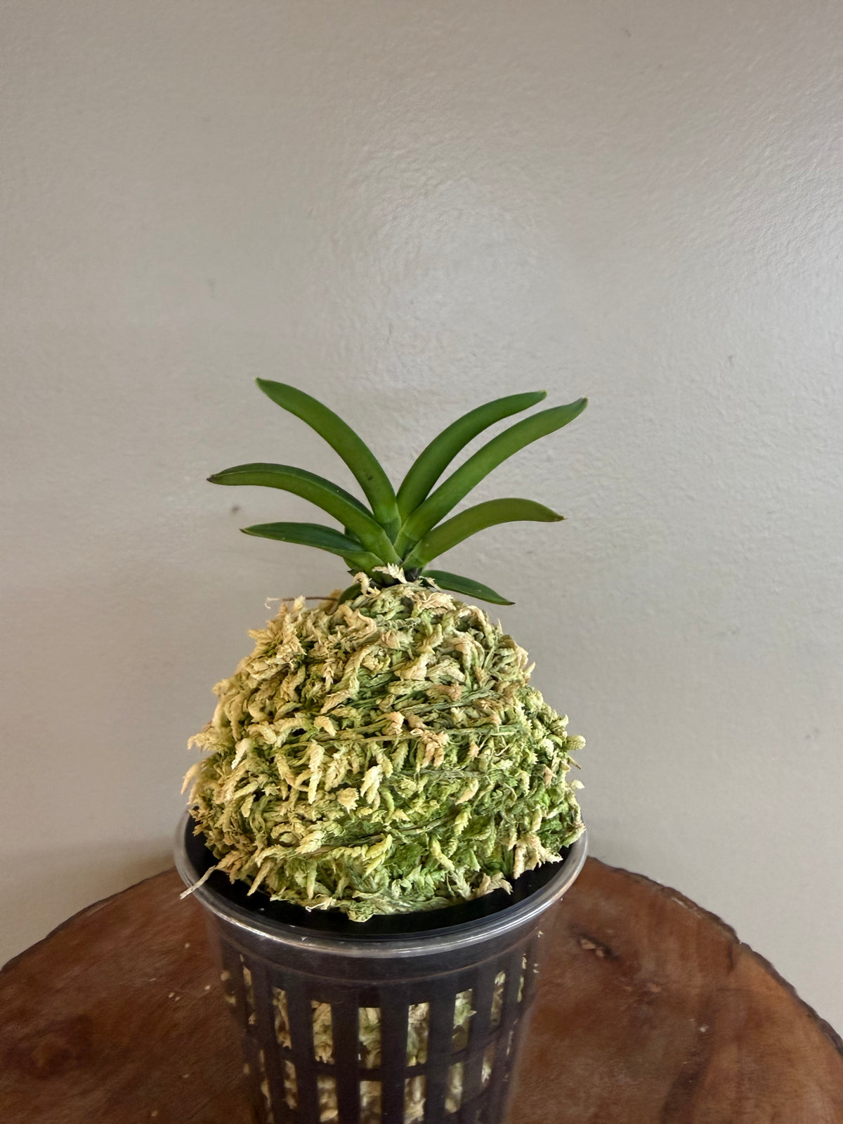 Neofinetia falcata Hong-il 紅日