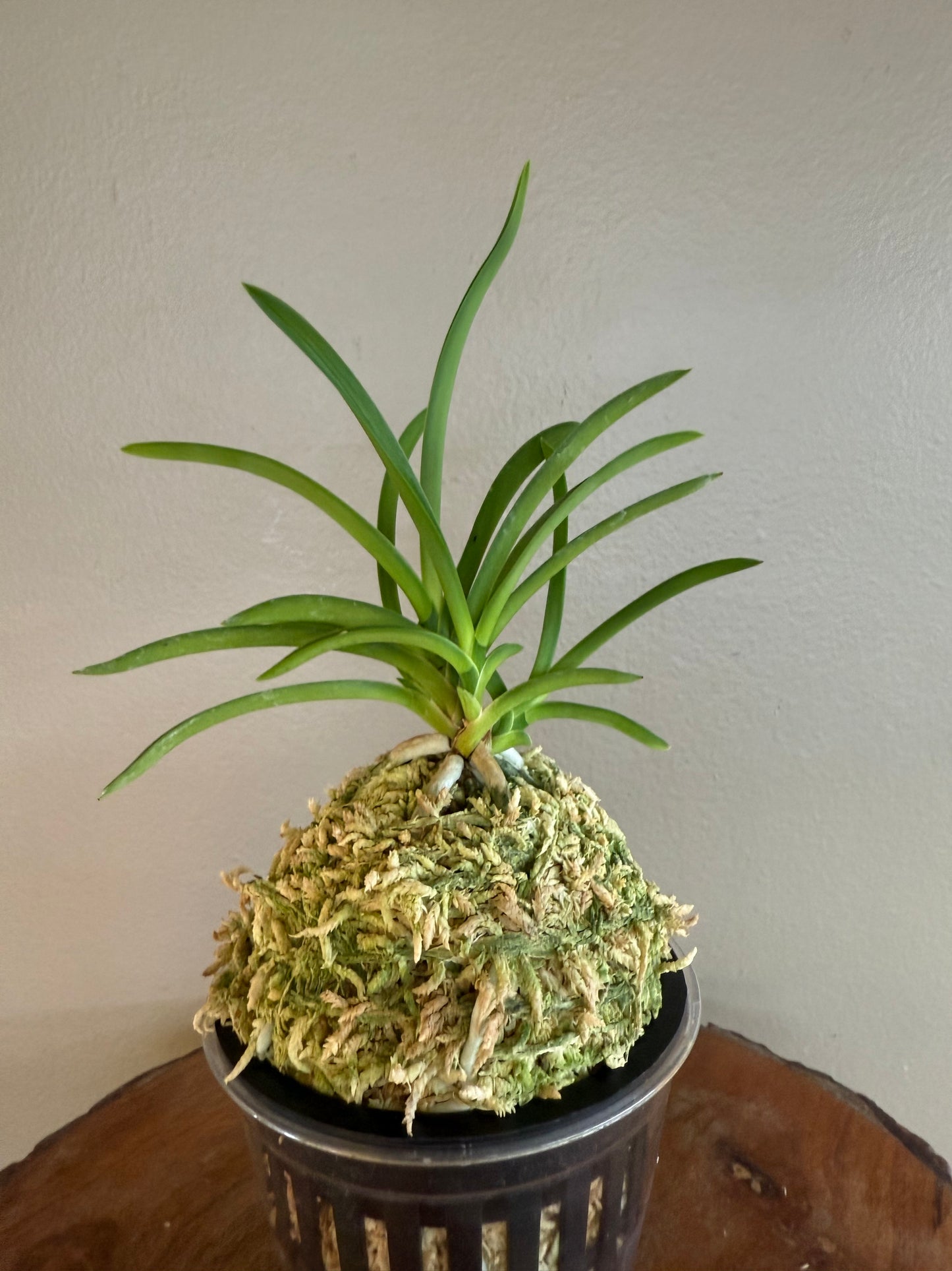 Neofinetia falcata Samwonhong 三元紅