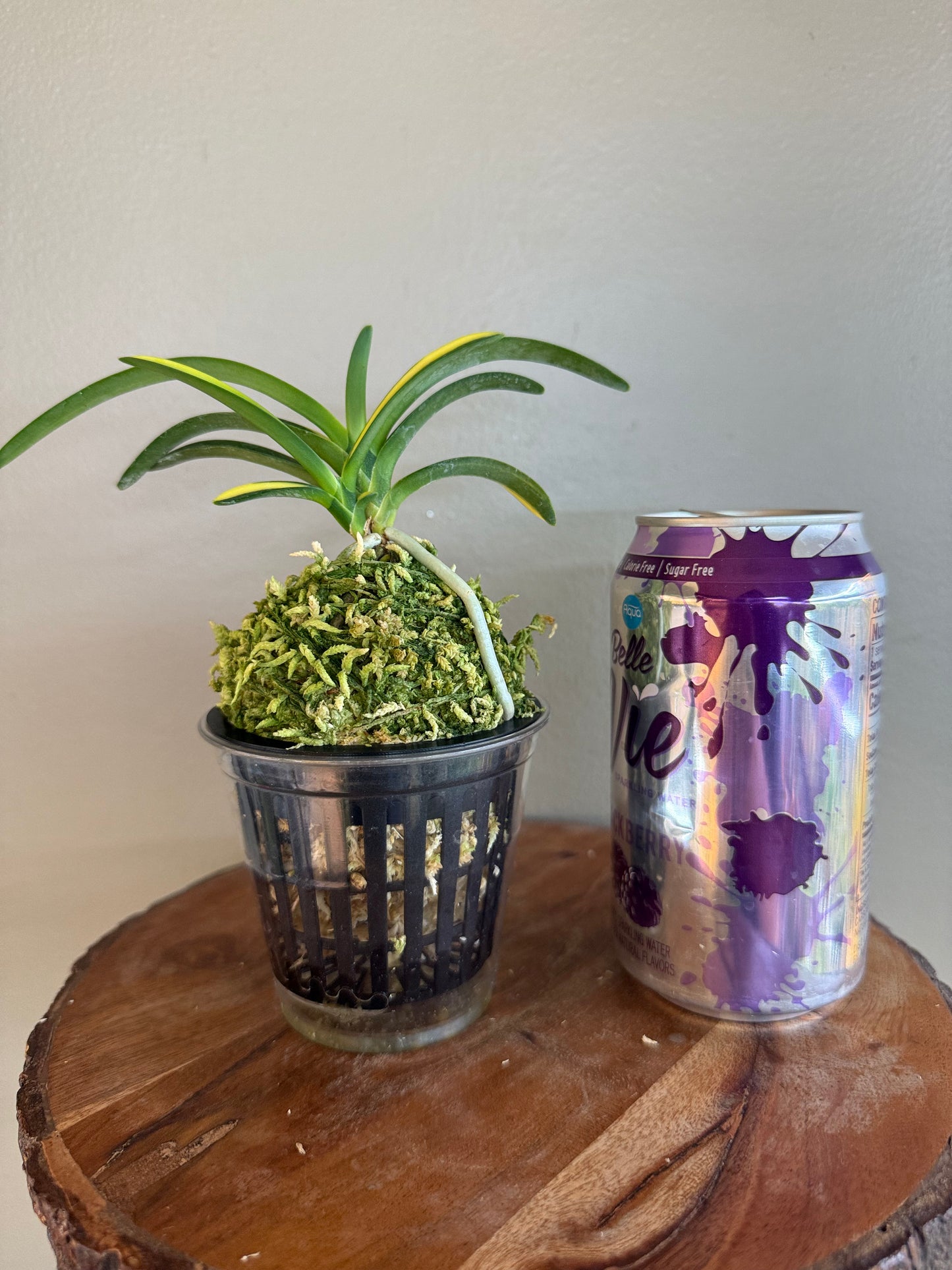 Neofinetia falcata Yokihime 楊貴姫