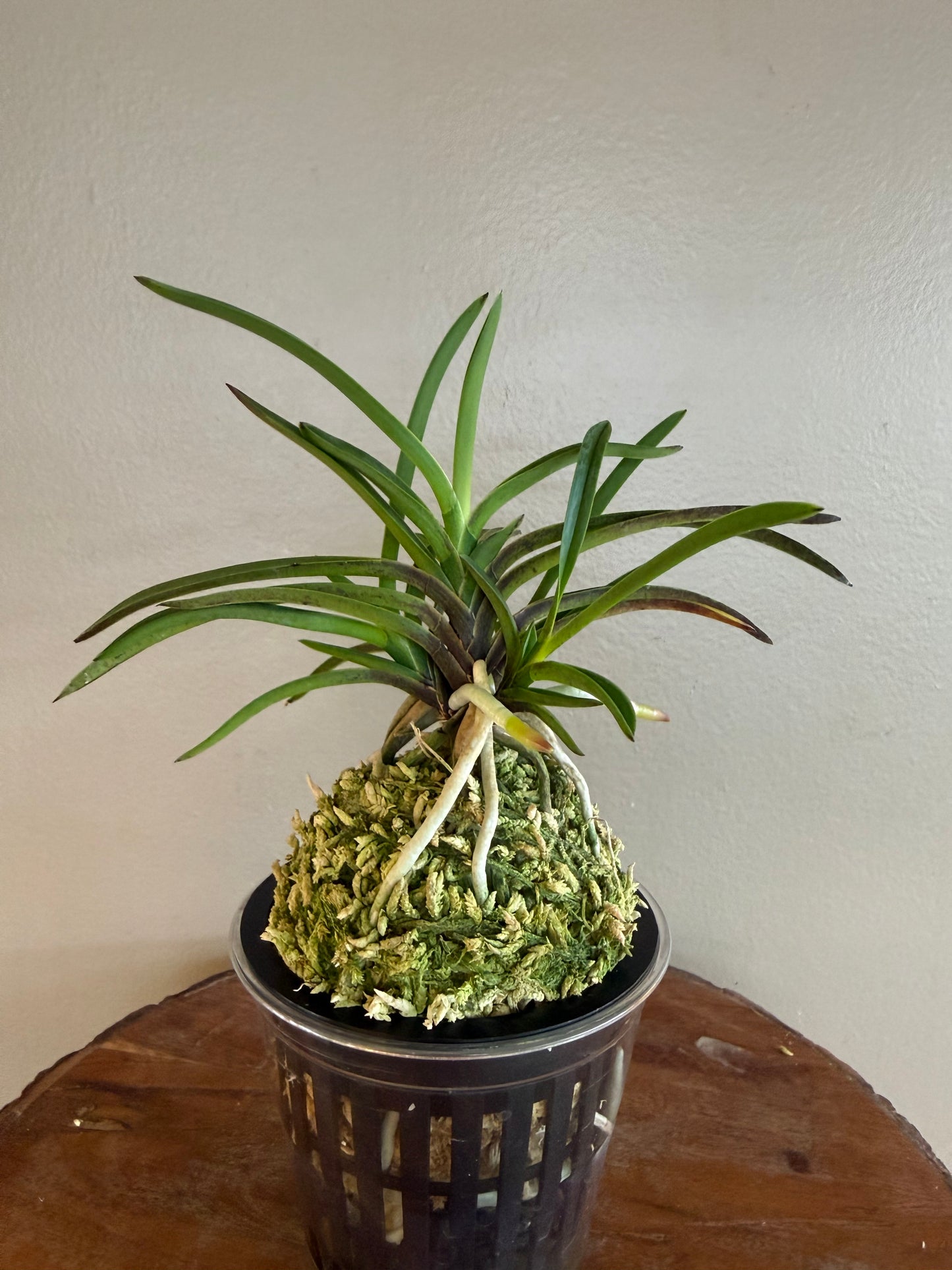 Neofinetia falcata Manjushage 曼珠沙華