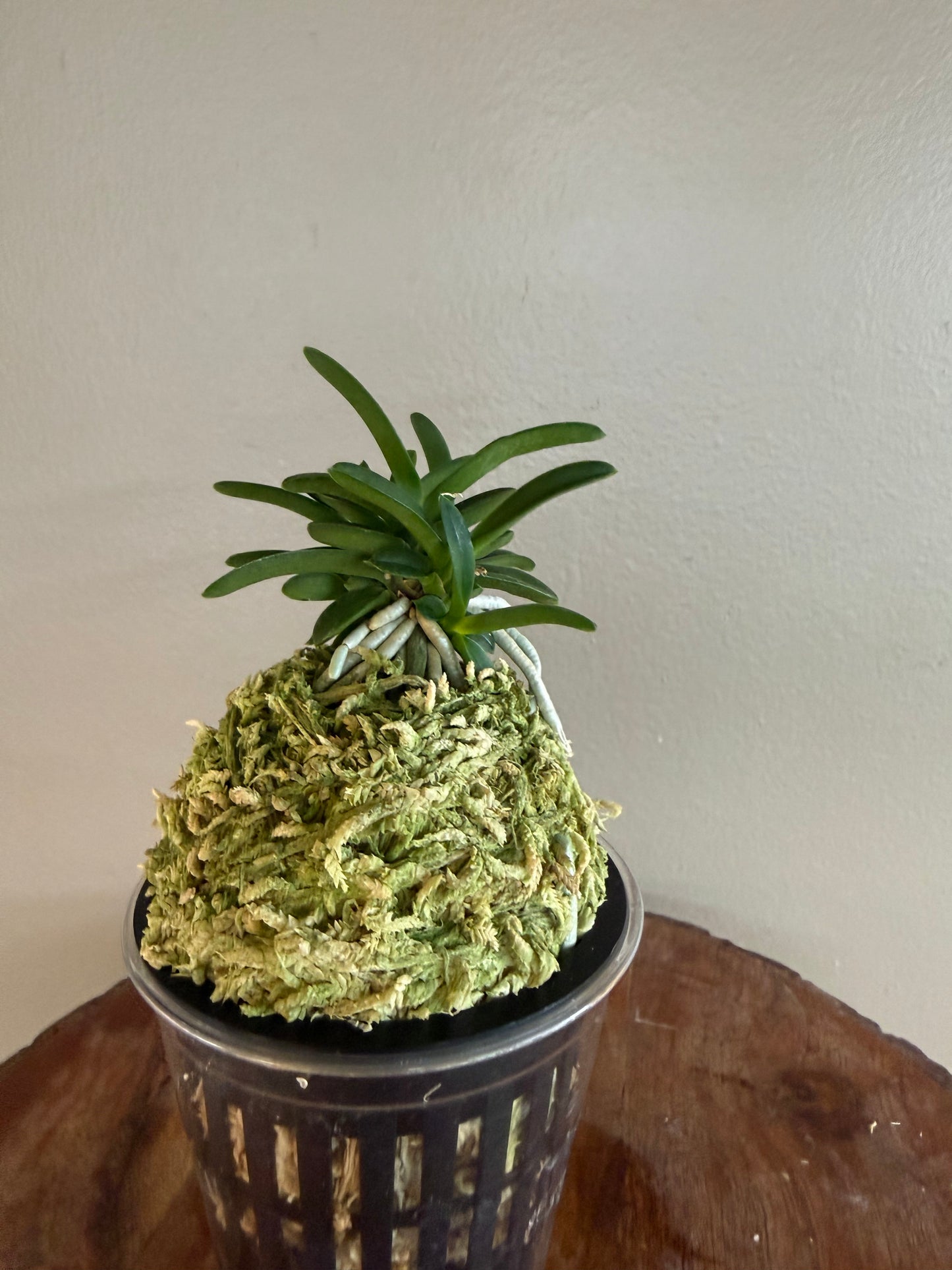 Neofinetia falcata Odong 烏童(Eboshimaru Short Leaves ）