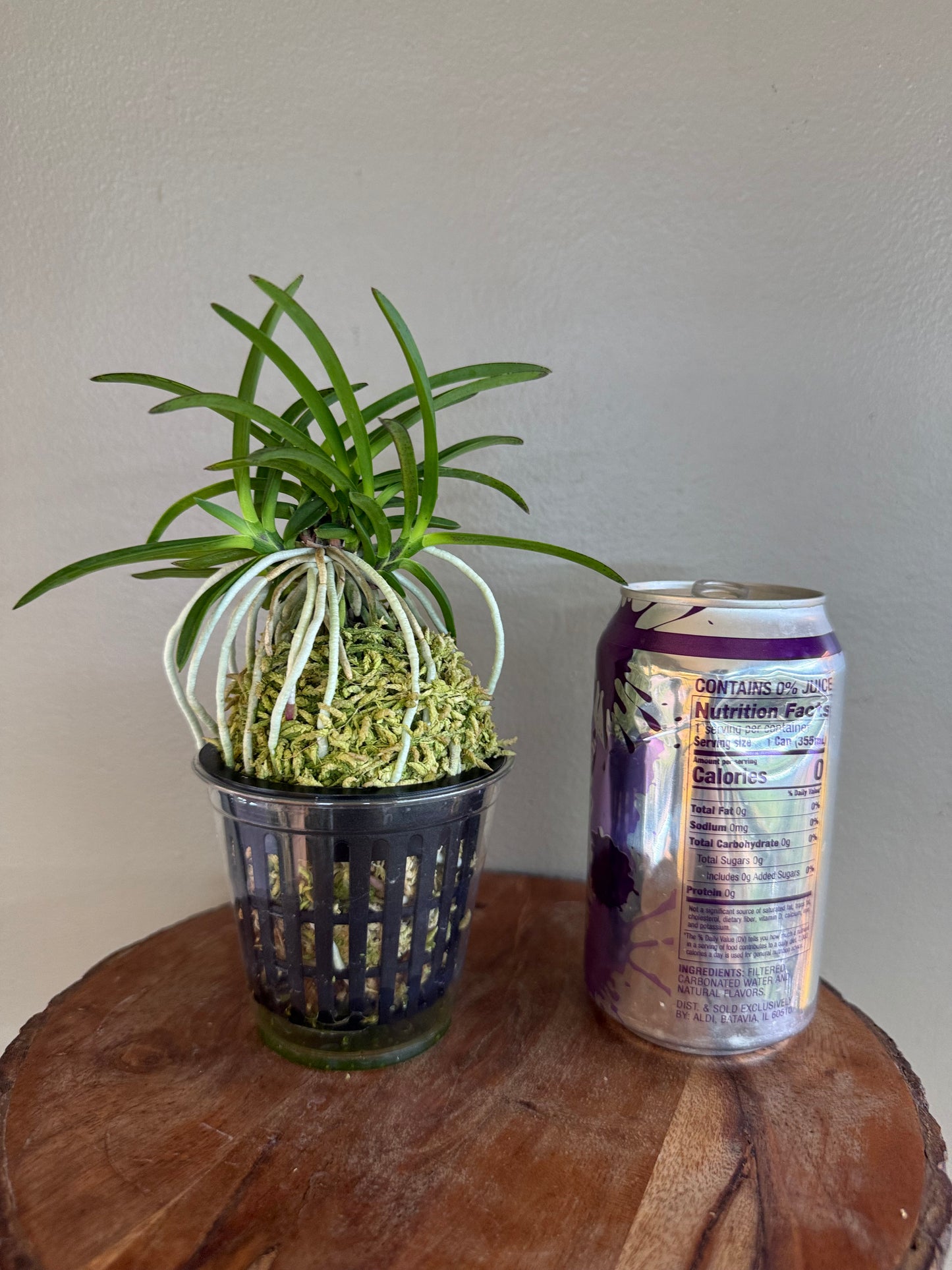 Neofinetia falcata Benitengu 紅天狗