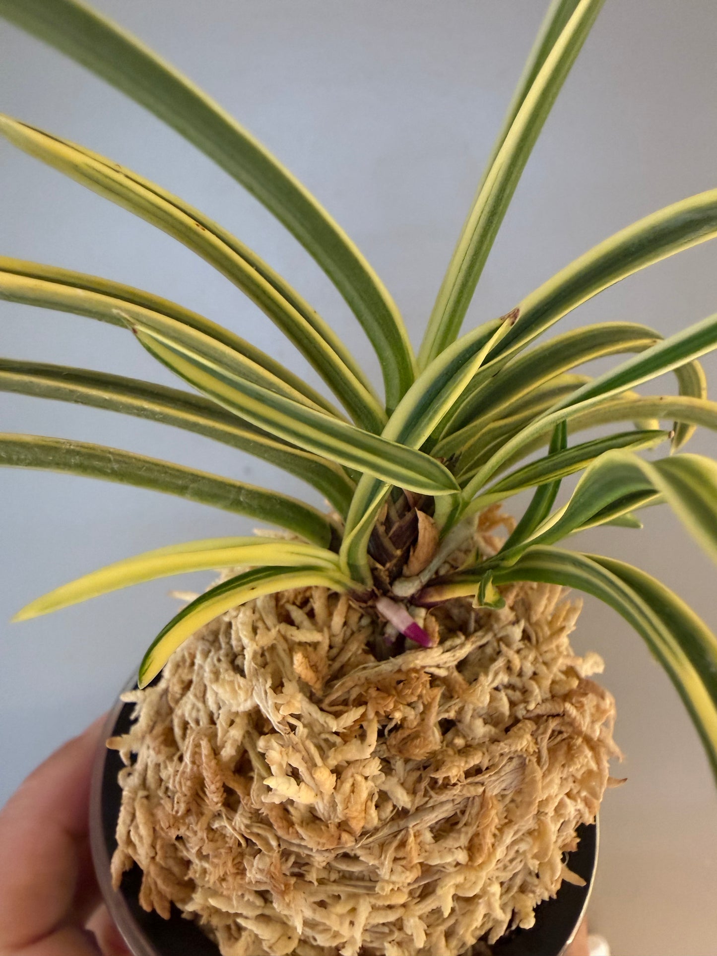 Neofinetia falcata Higashidemiyako 東出都