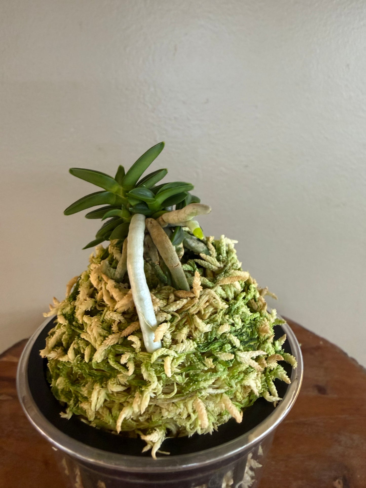 Neofinetia falcata Senzai 千載
