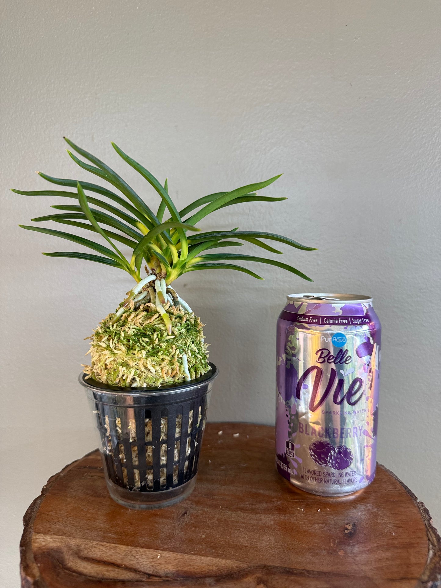 Neofinetia falcata Shinkiro 蜃気楼