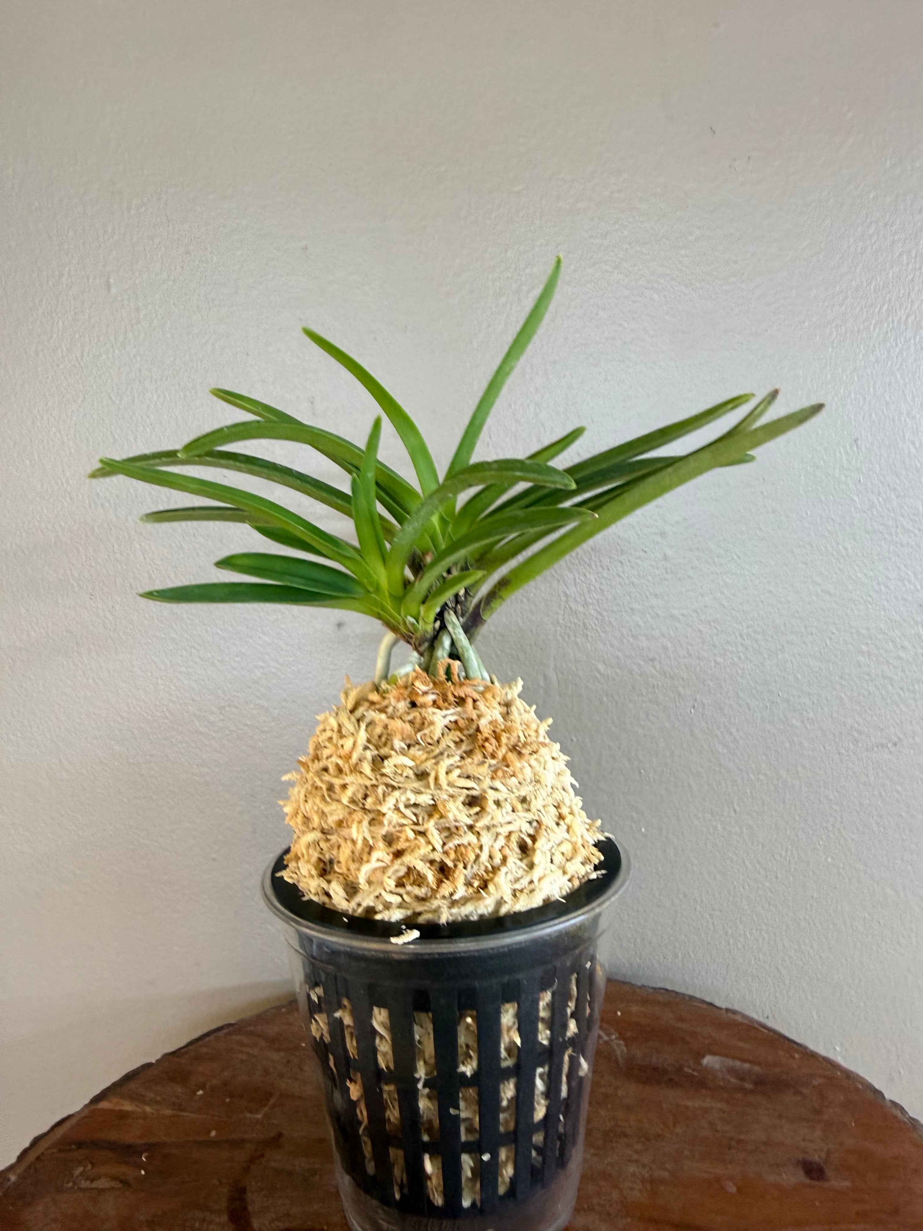 Neofinetia falcata Hanamatsuri 花祭 – Helen's Orchid House