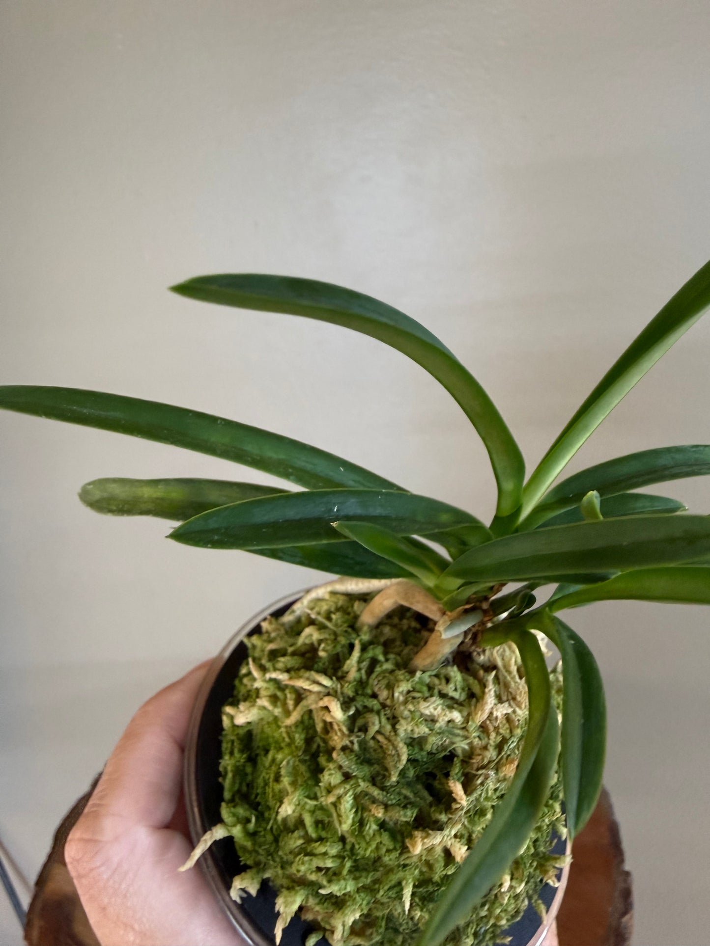 Neofinetia falcata Jitsugekko 日月光