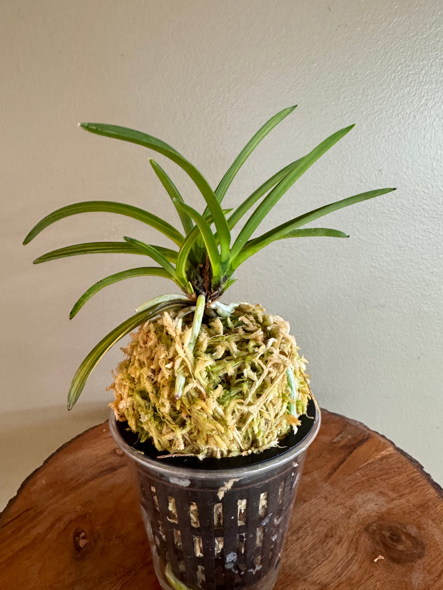 Neofinetia falcata Kinkabuto 金兜