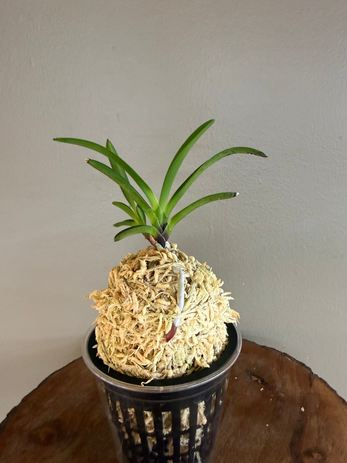 Neofinetia falcata Hong-ya (Honggang*Oushukuume) 紅也 (Copy)