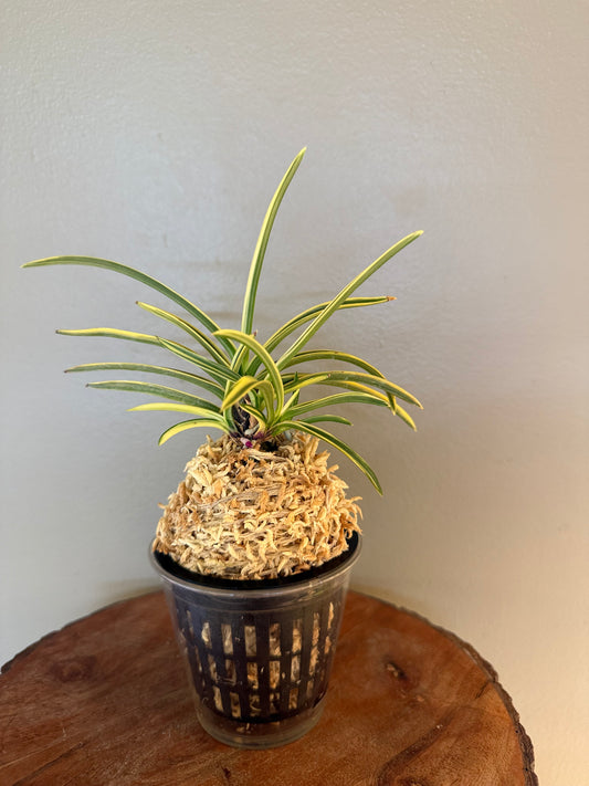 Neofinetia falcata Higashidemiyako 東出都